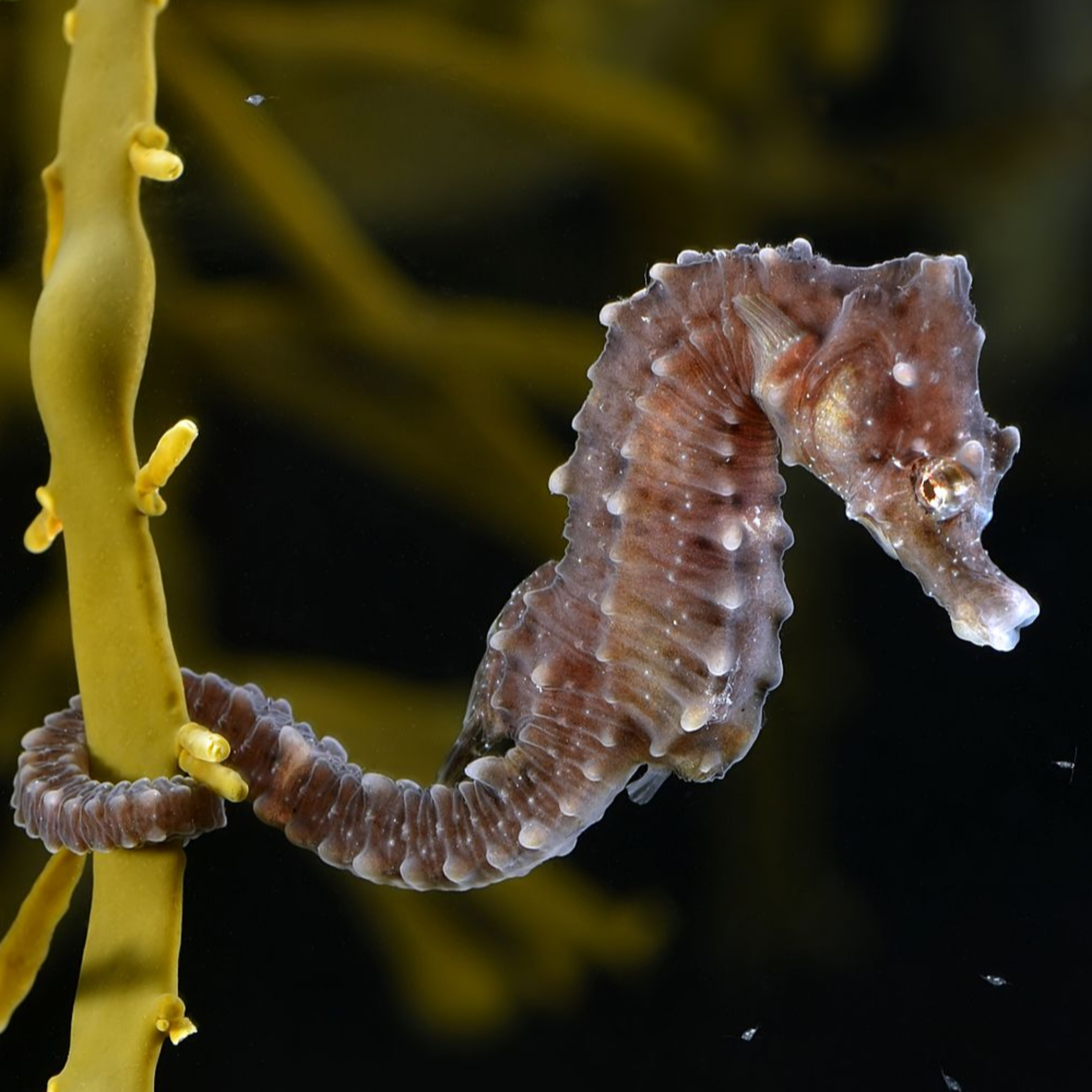 SEAHORSES in INTO THE SPIDERVERSE (2018)