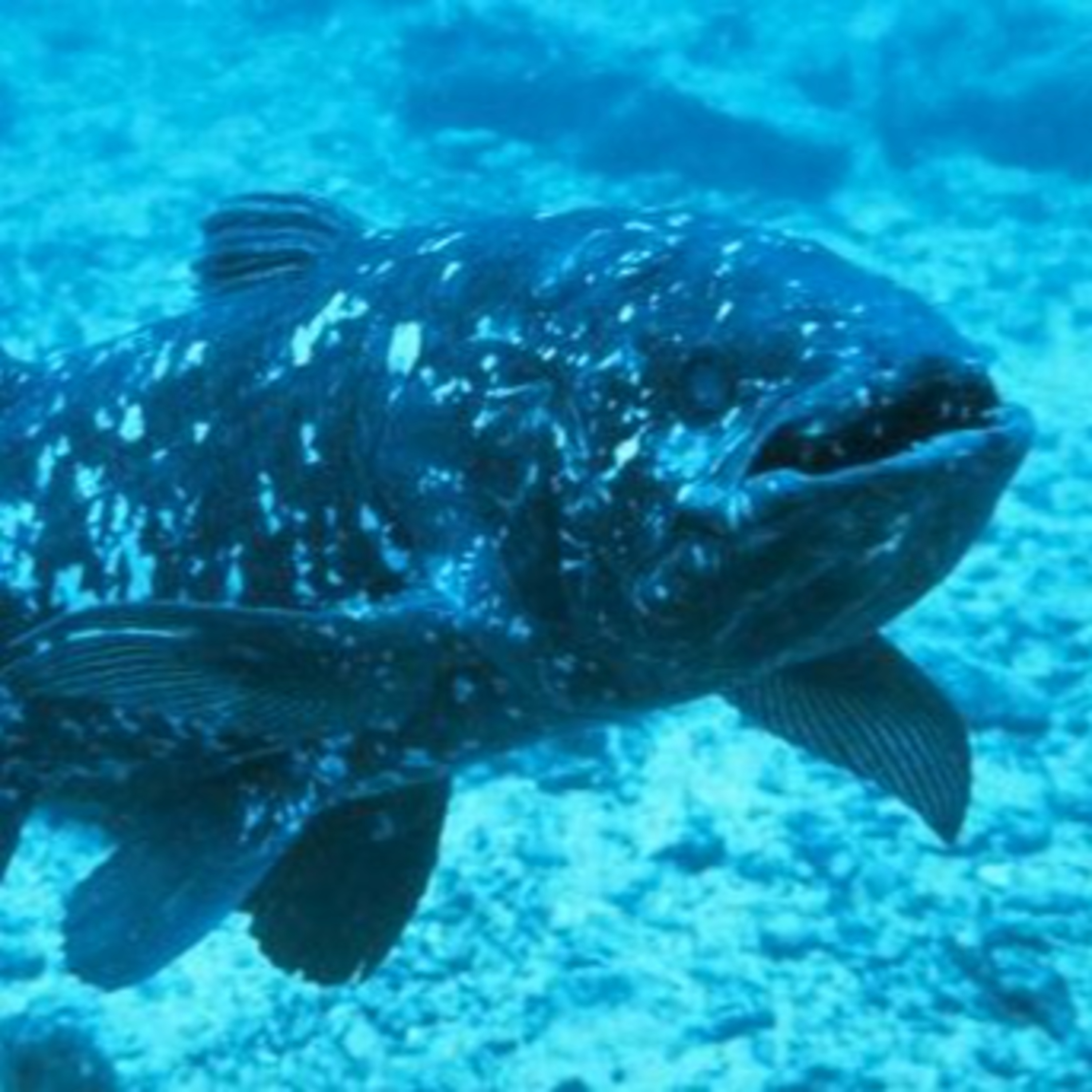 COELACANTHS in ATLANTIS: THE LOST EMPIRE (2001)