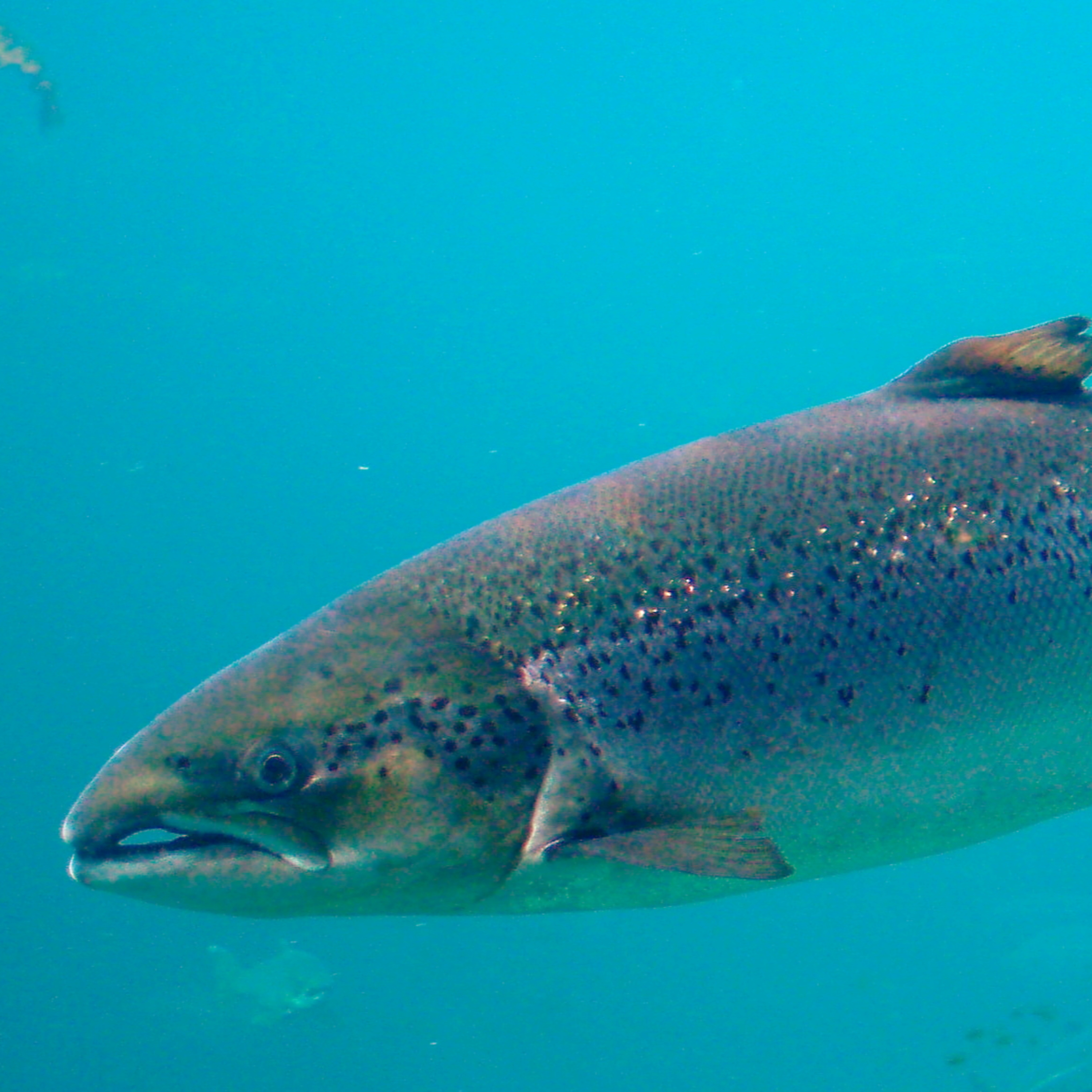 INVASIVE SALMON in SALMON FISHING IN THE YEMEN (2011)