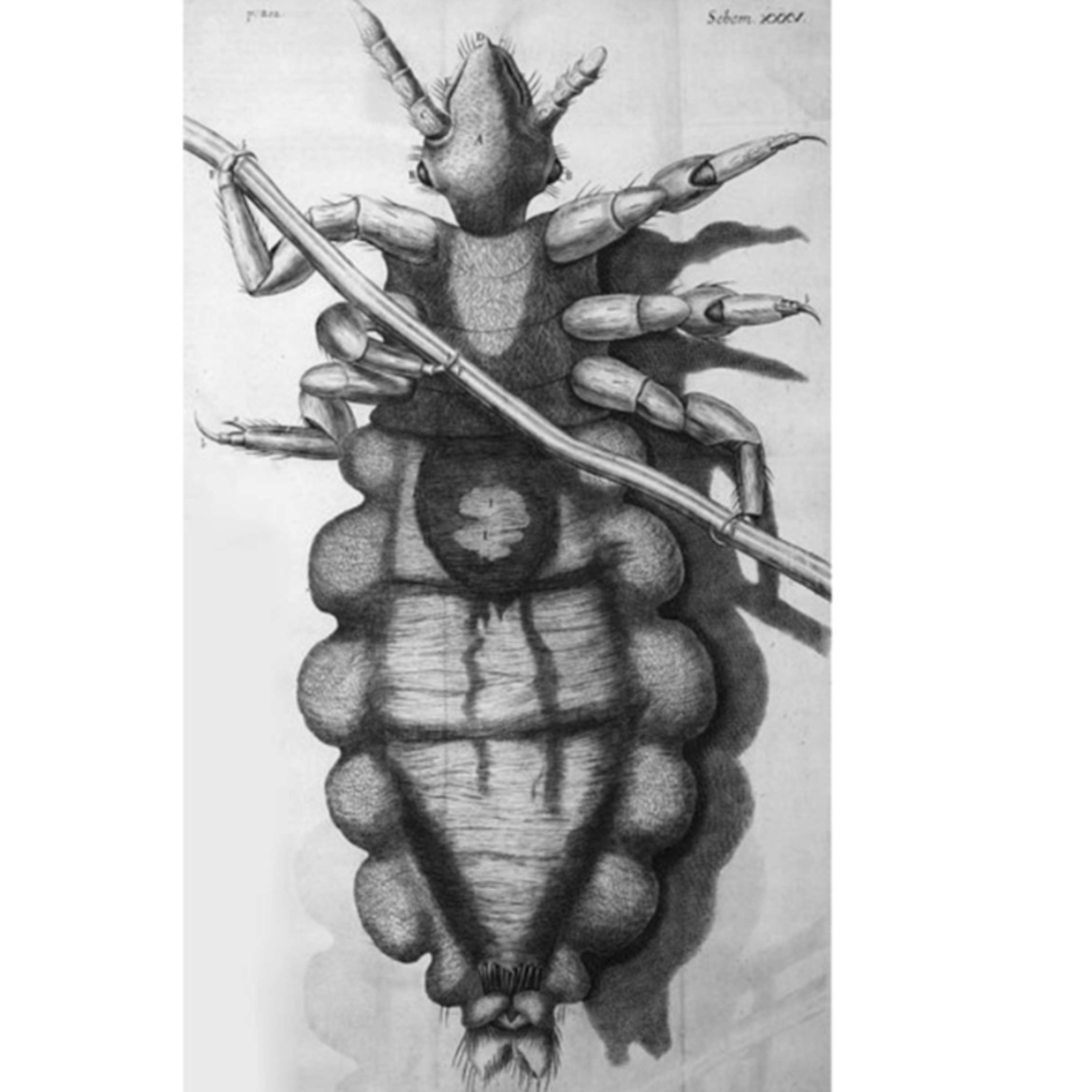 Infectious Historians