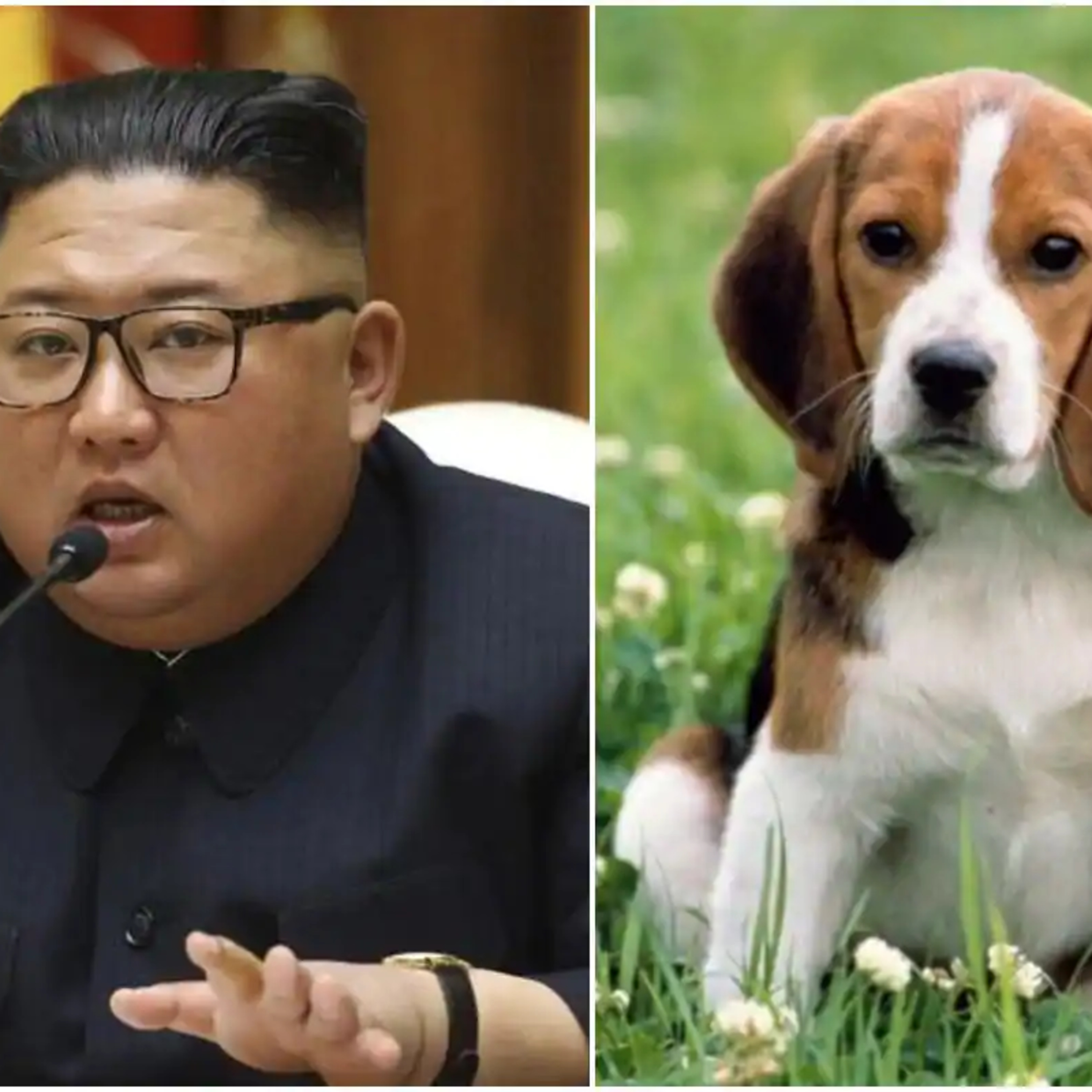 All Dogs Go to heaven . . . In North Korea? | in the clear #52 episode artwork