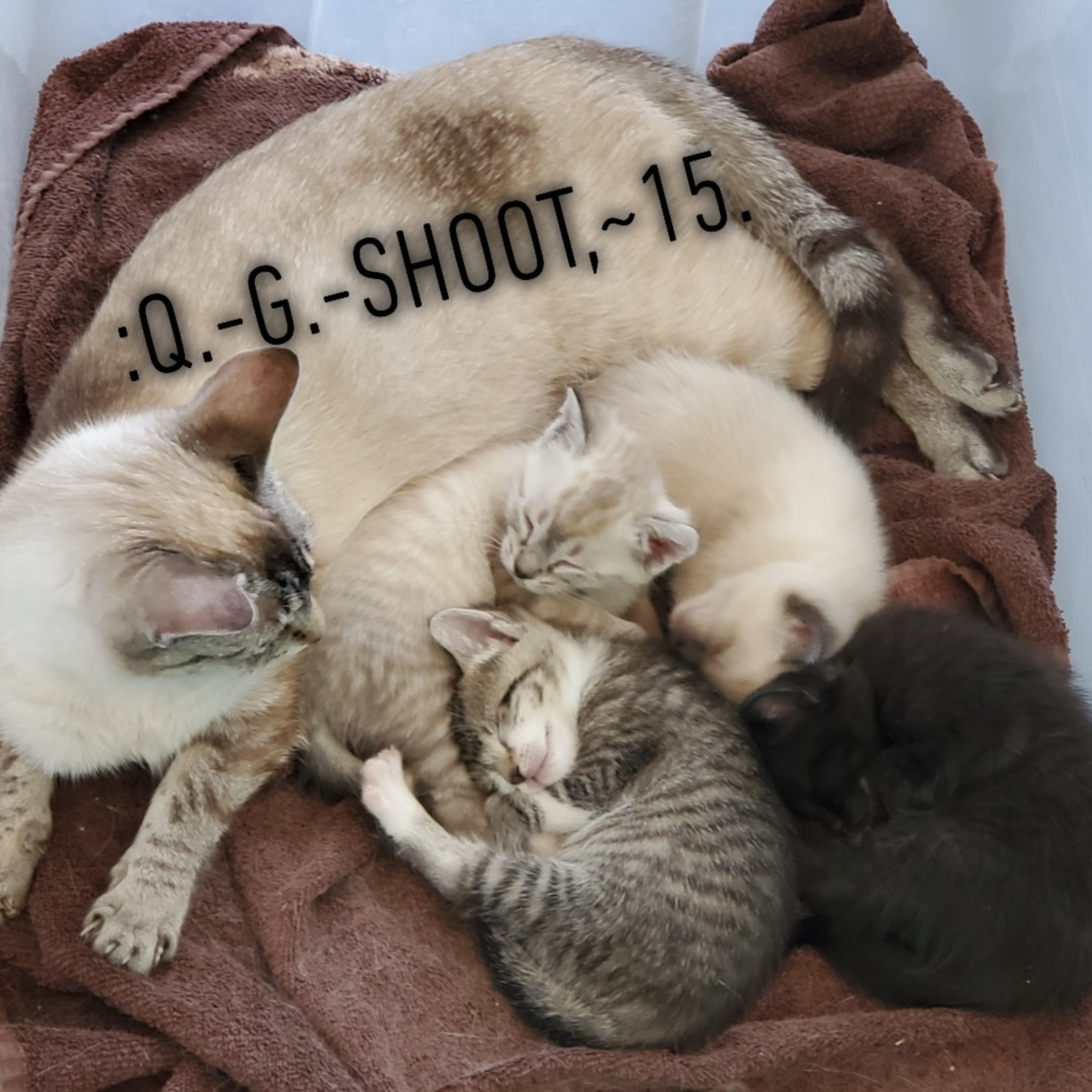 :QUANTUM-GRAMMAR-SHOOT.