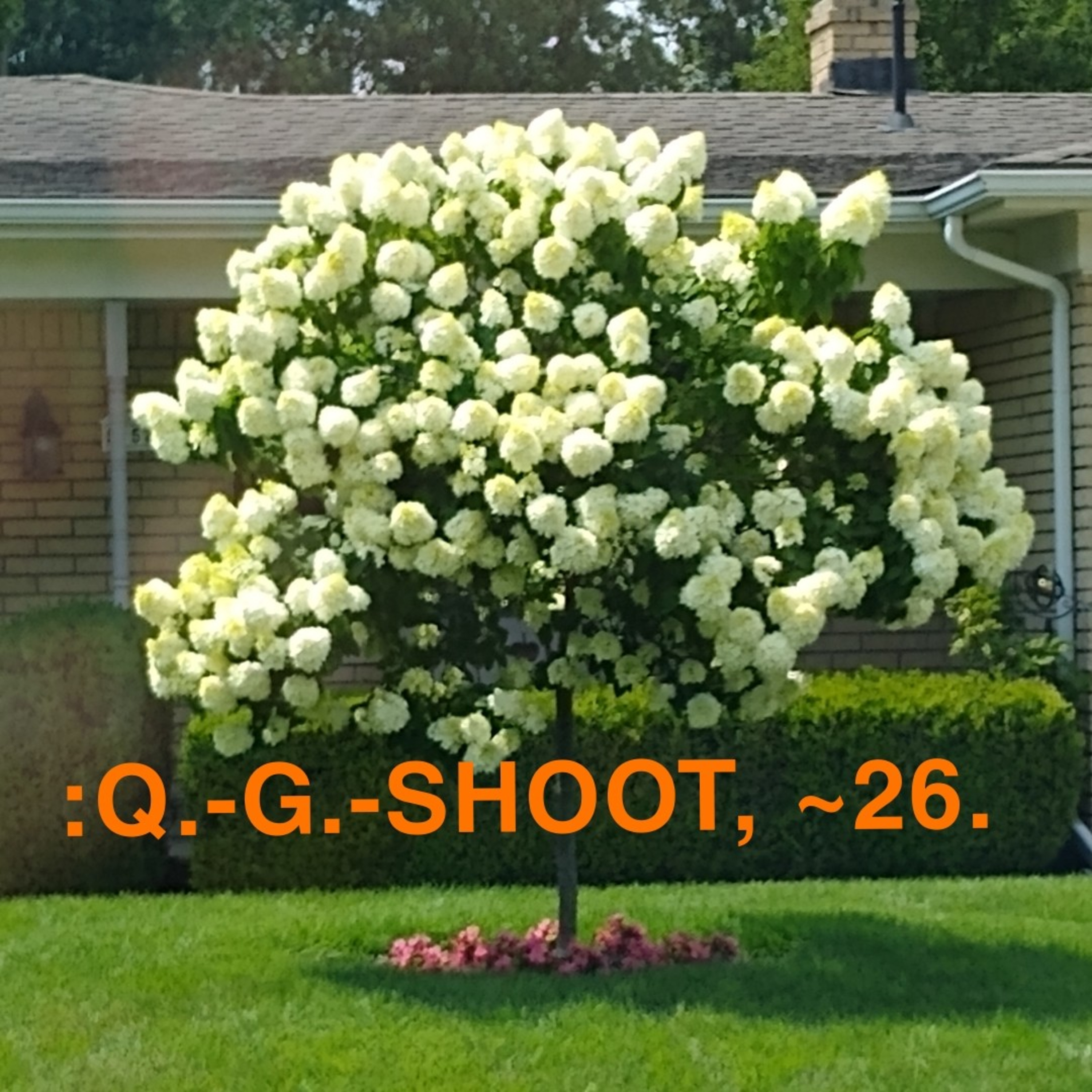 :QUANTUM-GRAMMAR-SHOOT.