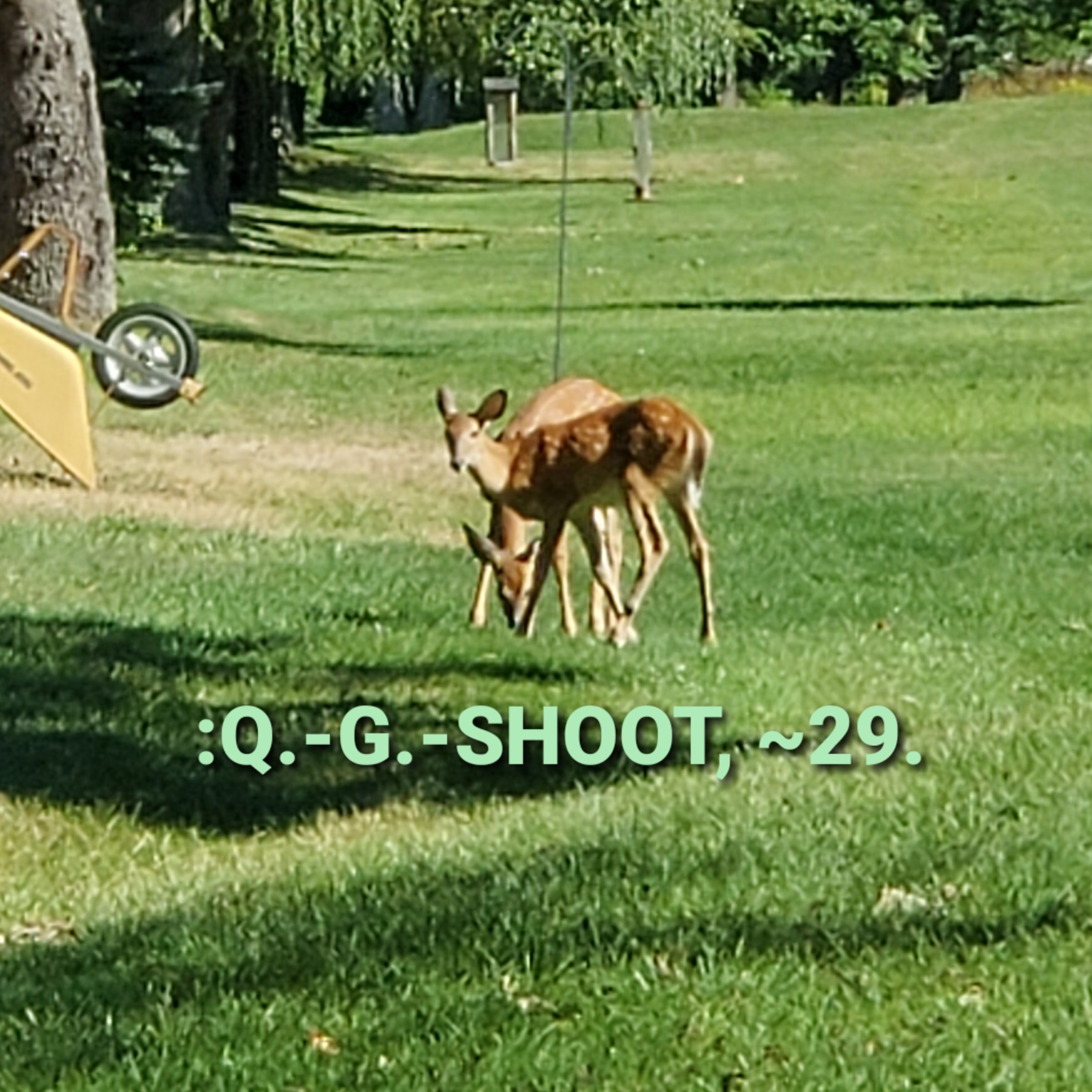 :QUANTUM-GRAMMAR-SHOOT.