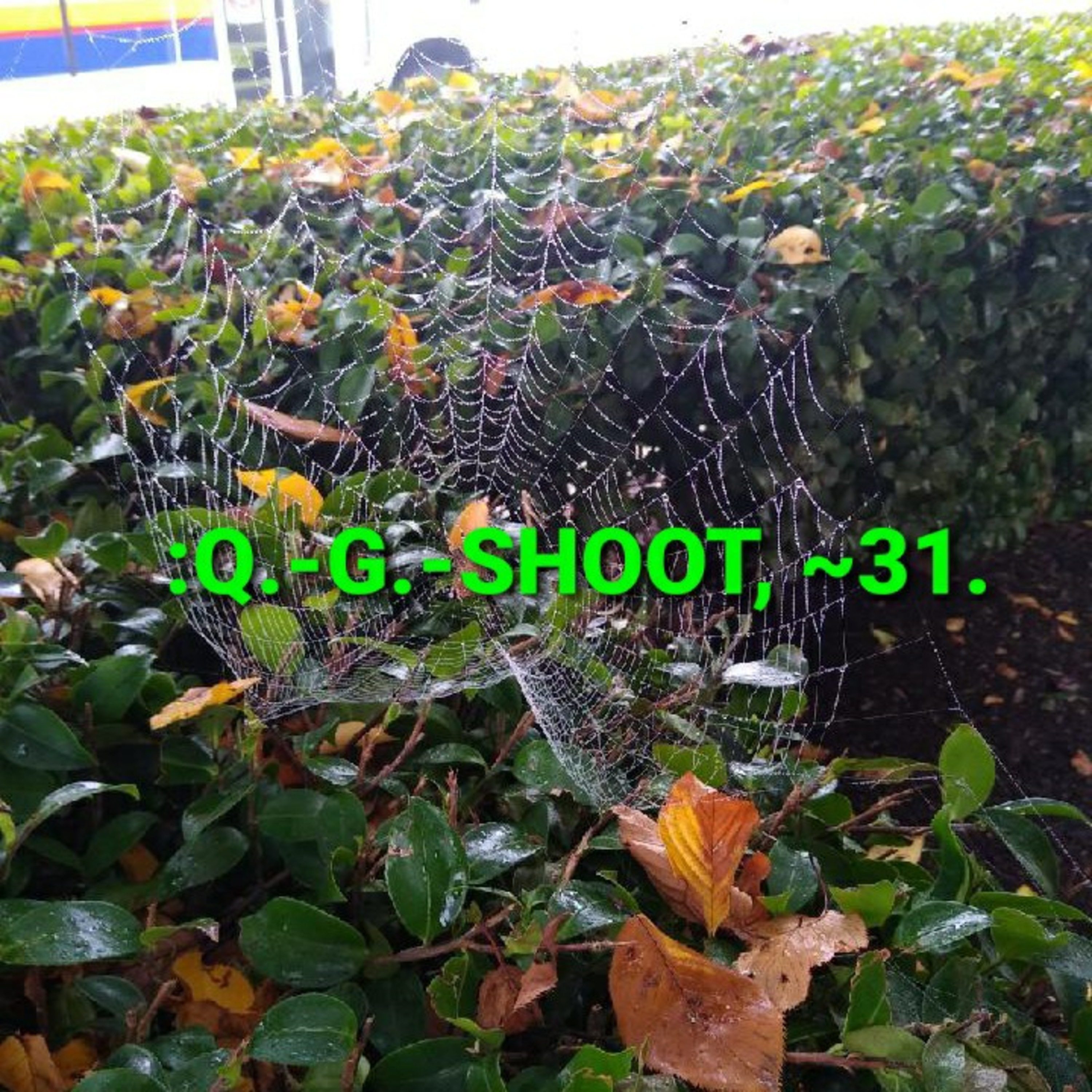 :QUANTUM-GRAMMAR-SHOOT.