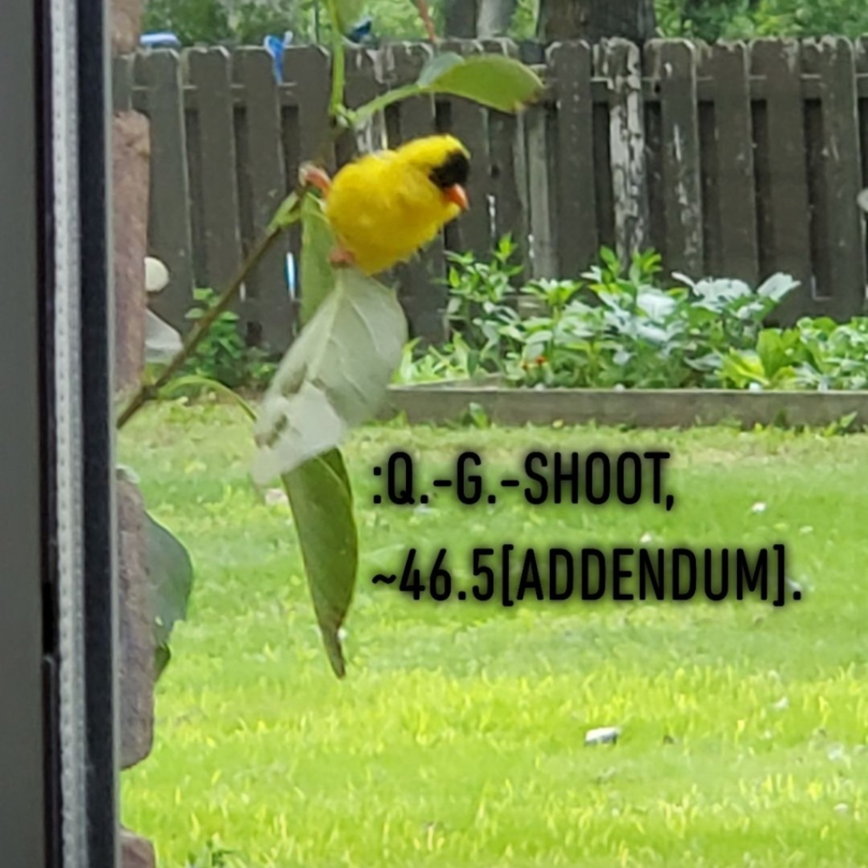 :QUANTUM-GRAMMAR-SHOOT.