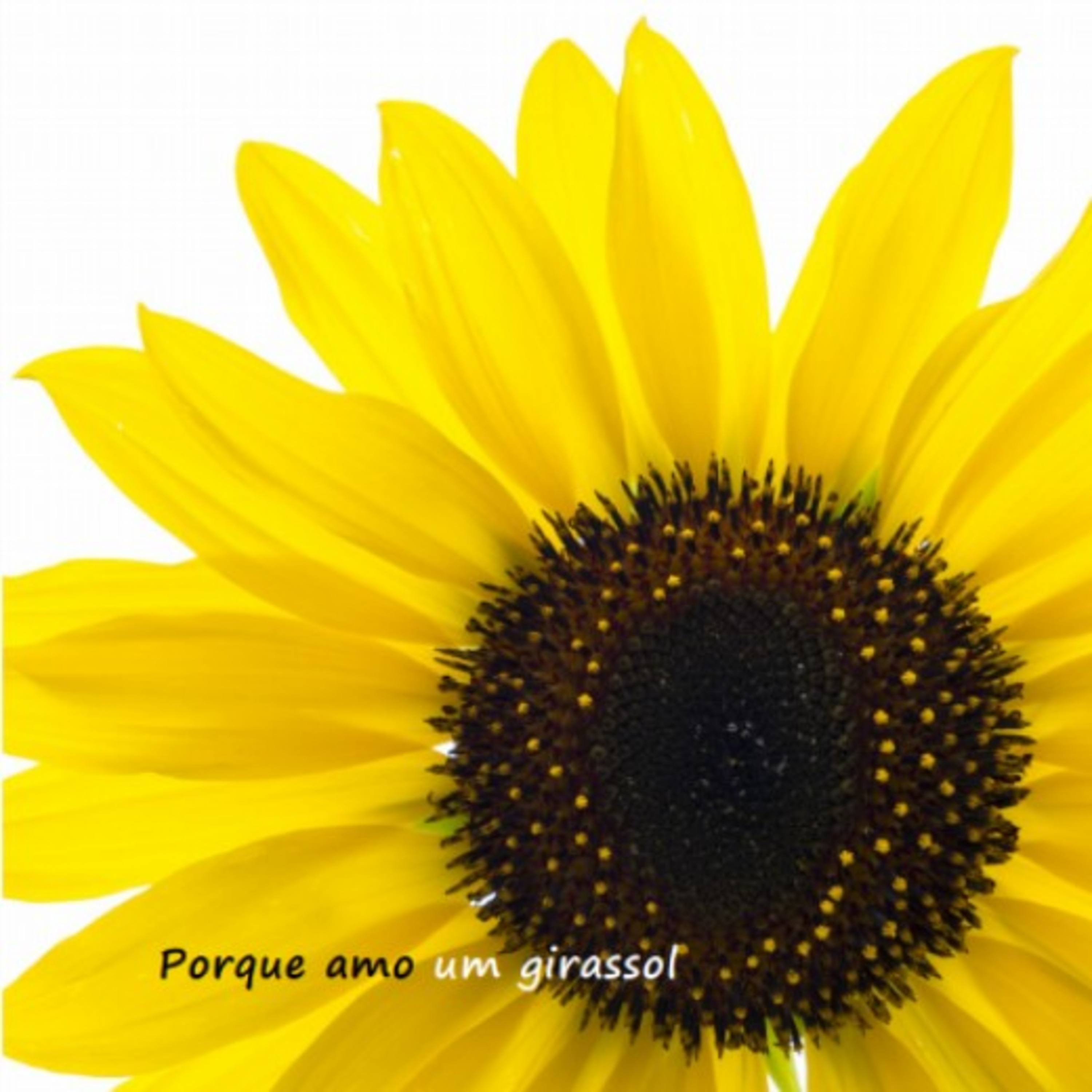 Porque Amo um Girassol ❤️🌻❤️