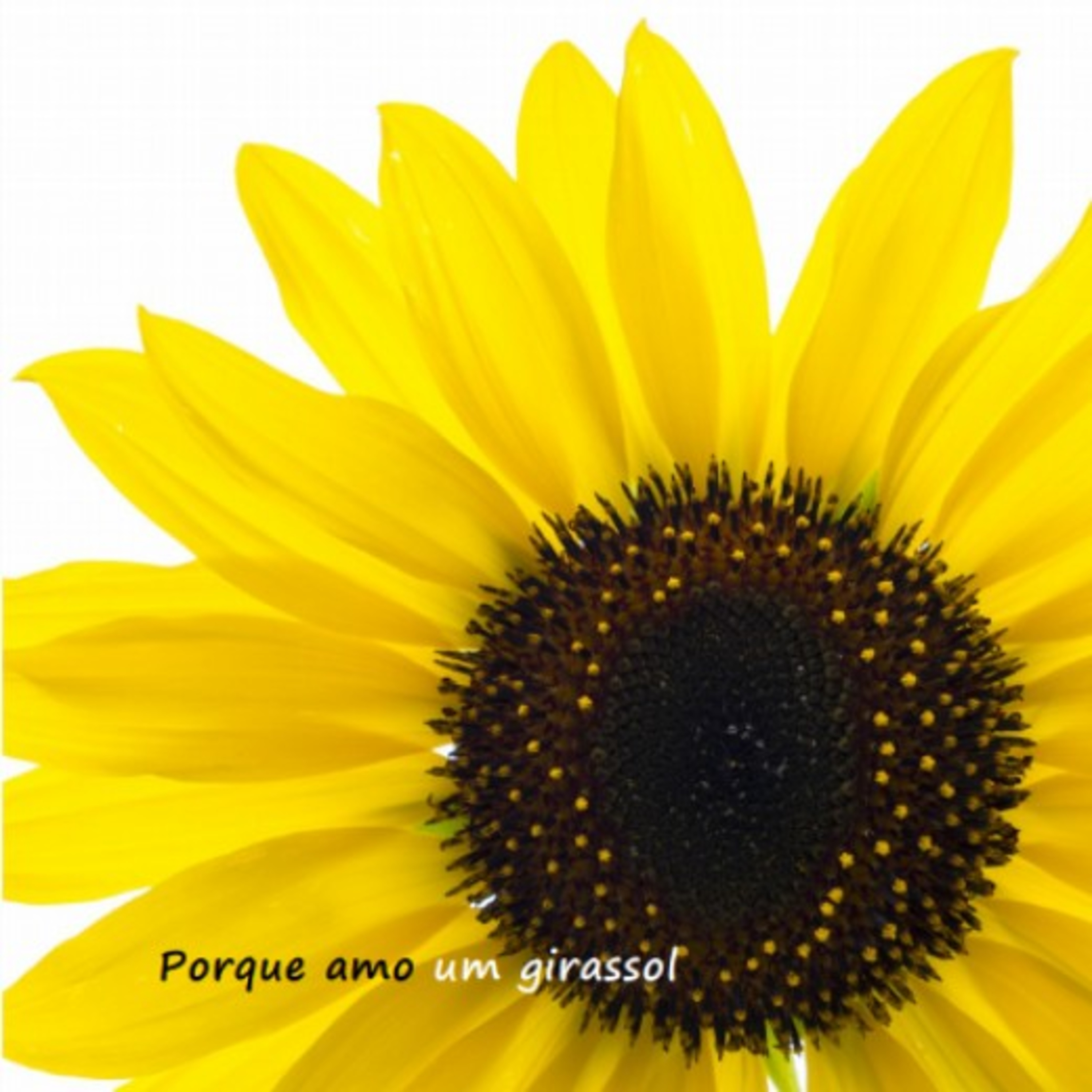 Porque Amo um Girassol ❤️🌻❤️