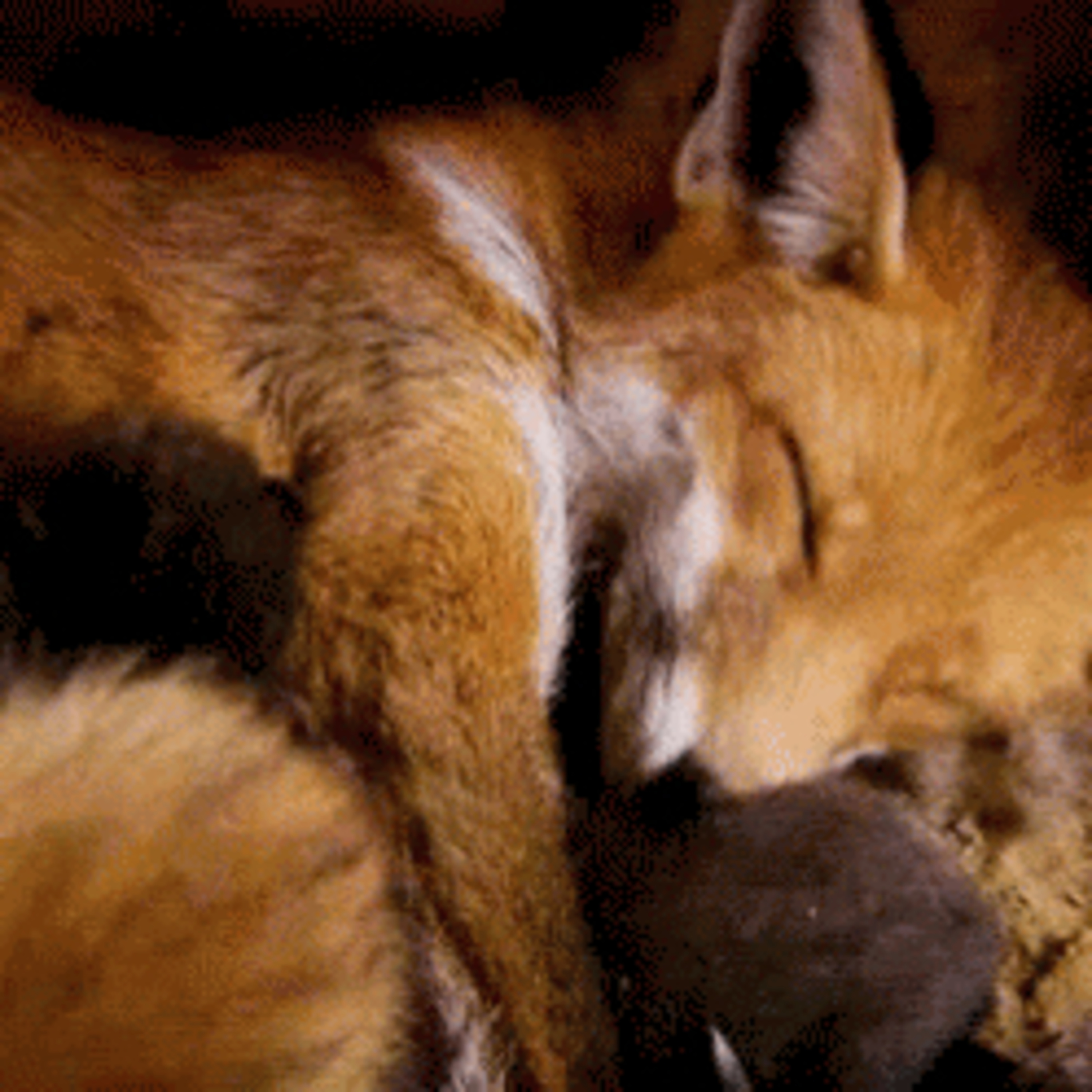 Foxy  episode artwork