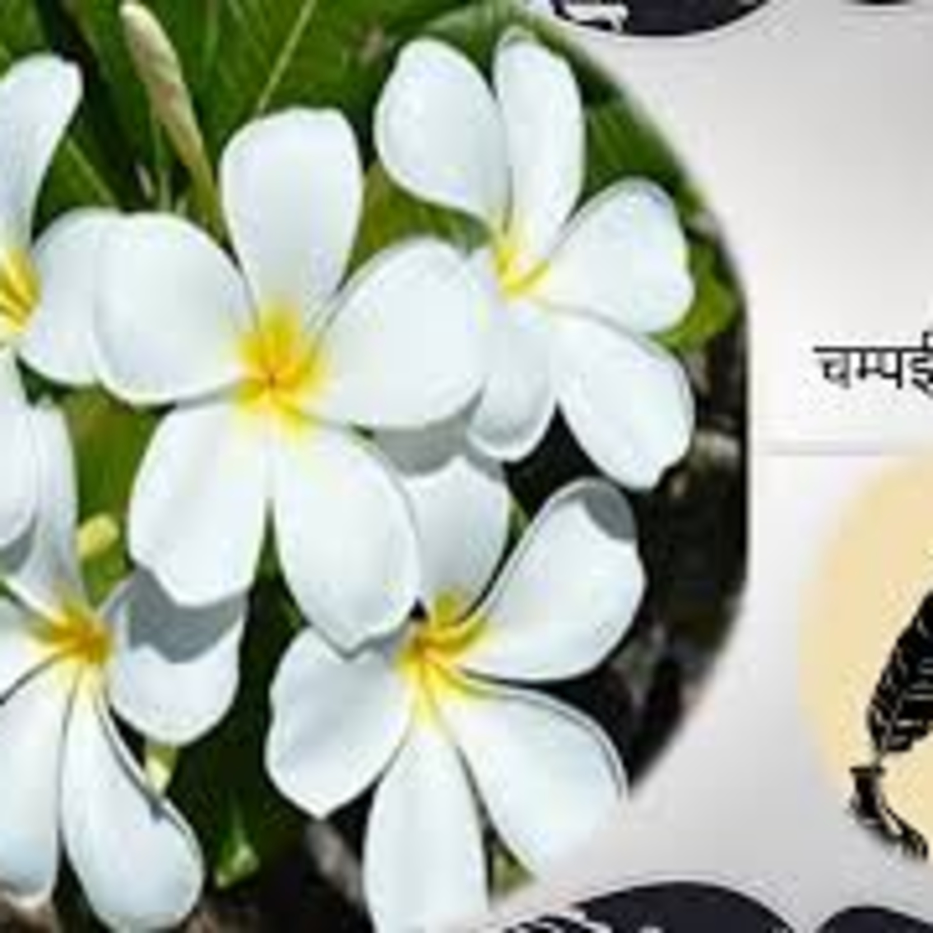 Syahdeepti Hindi Poetry Blog!