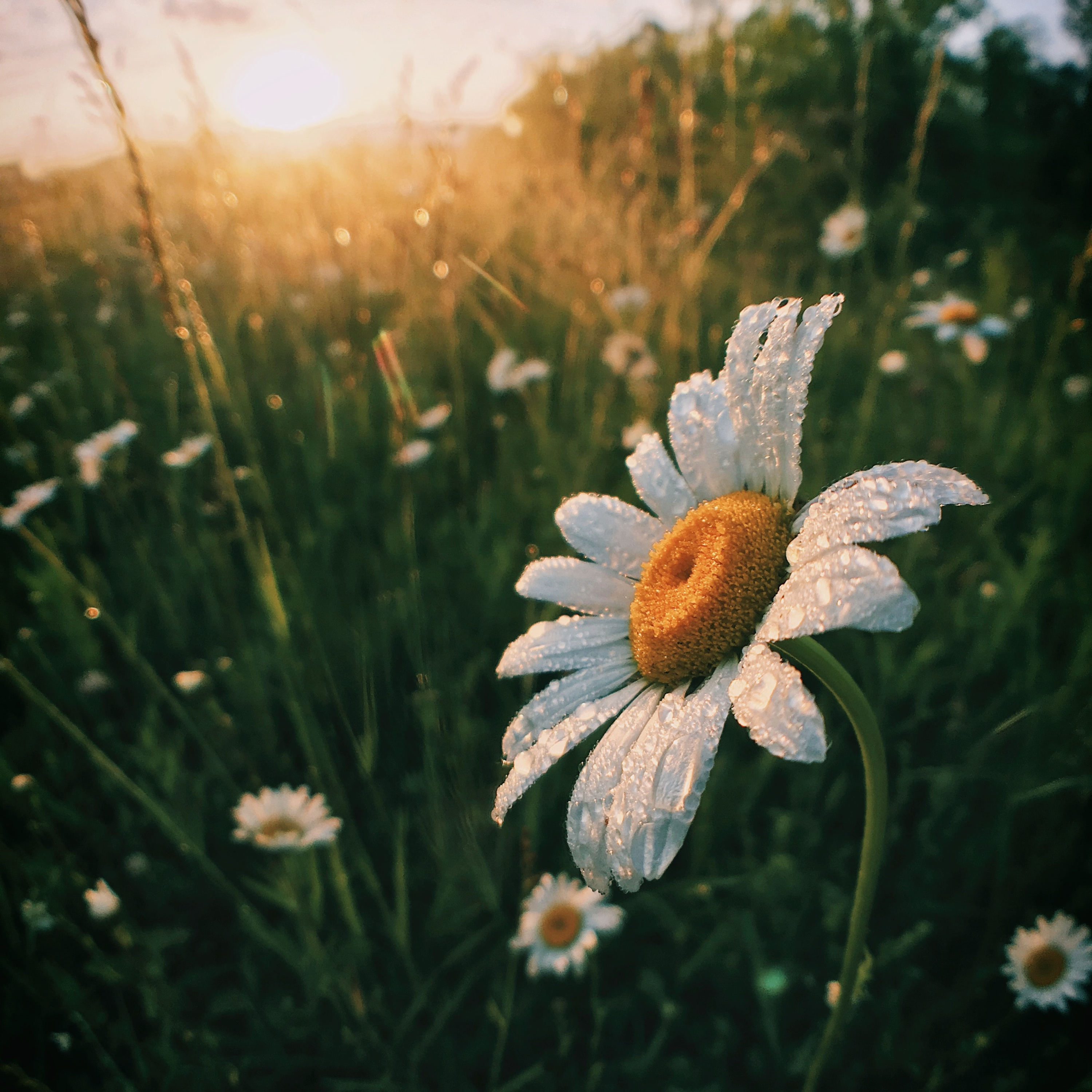 Syahdeepti Hindi Poetry Blog!