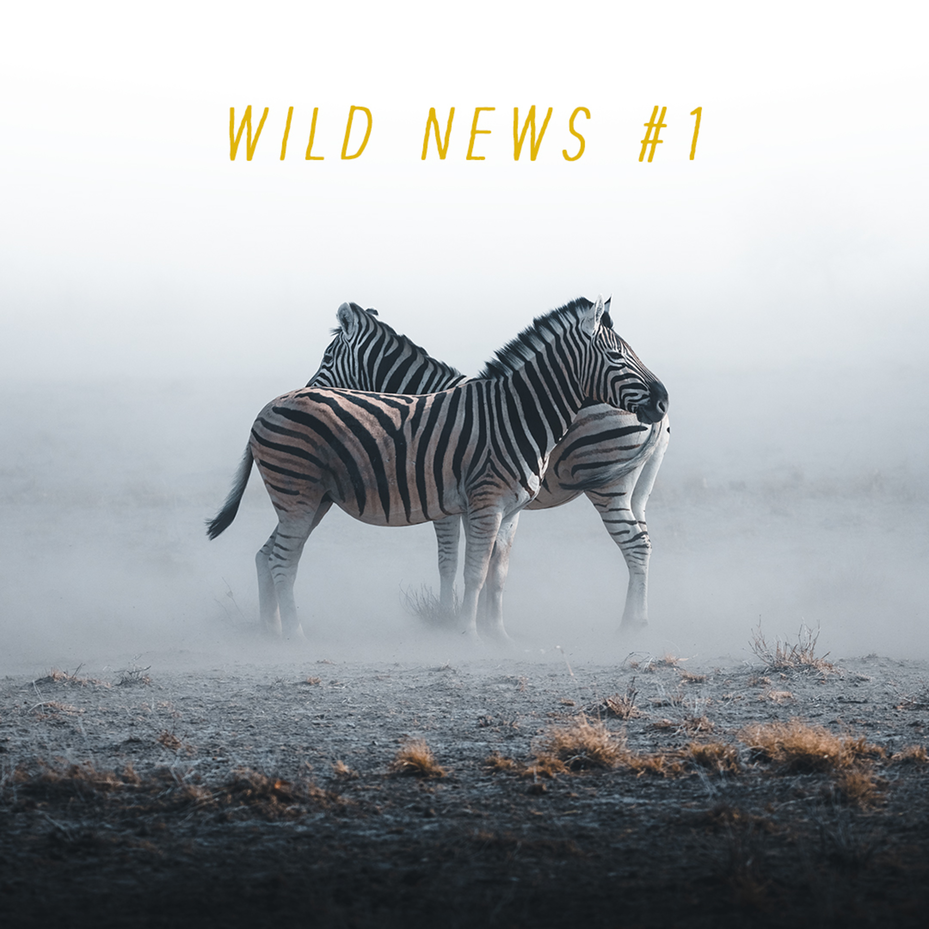 Wild News #1