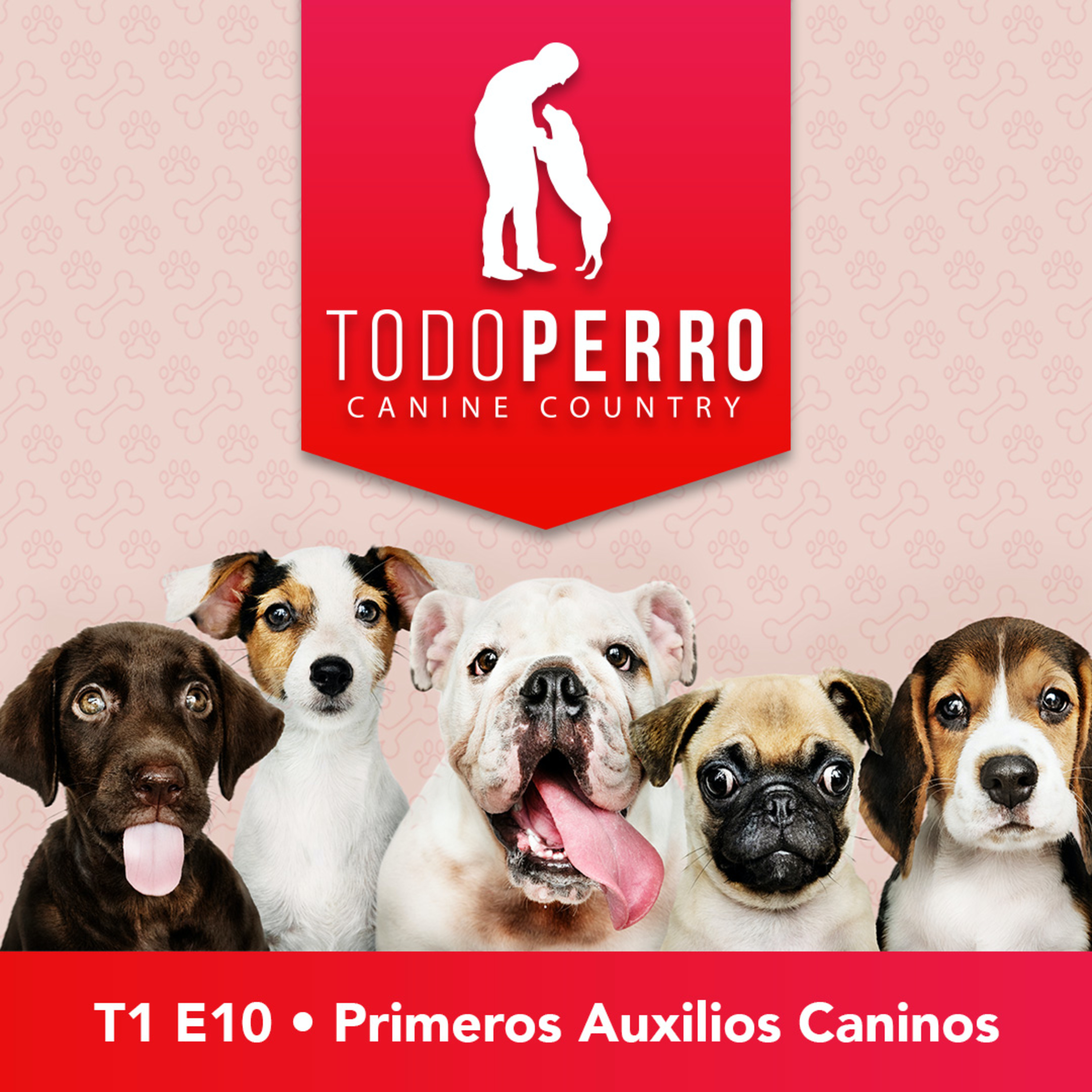 Todo Perro