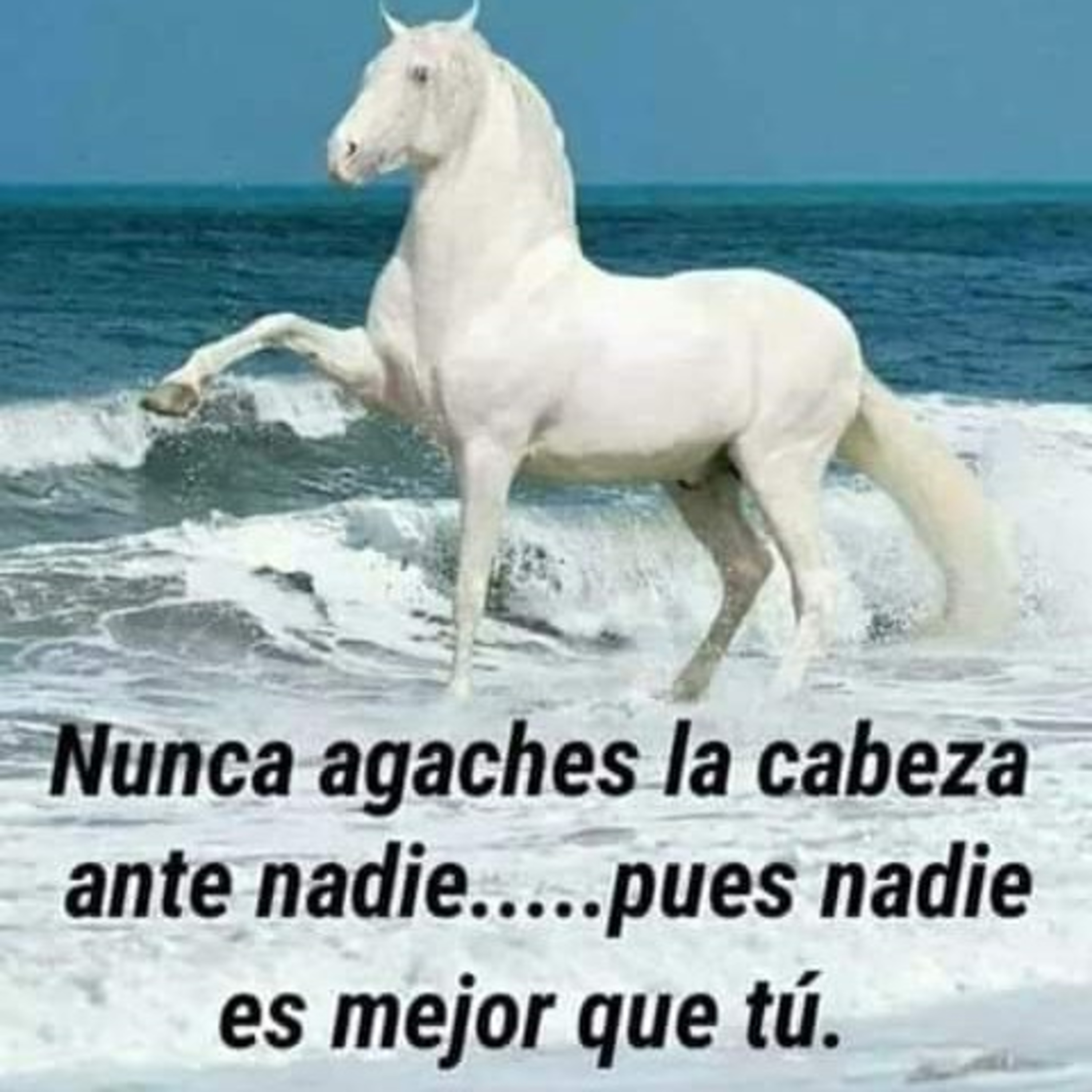 Voces Anonimas: \