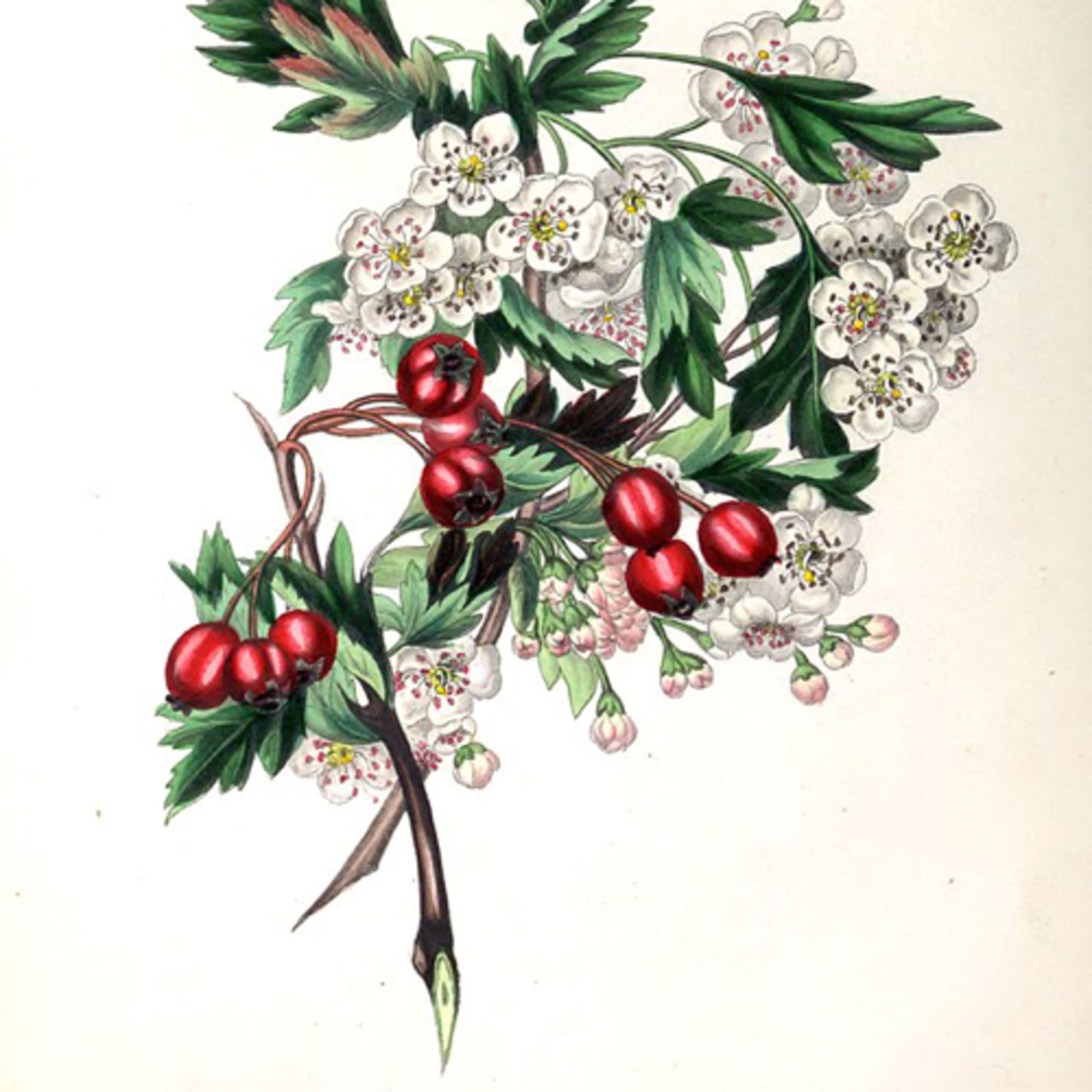 Plantenverhalen