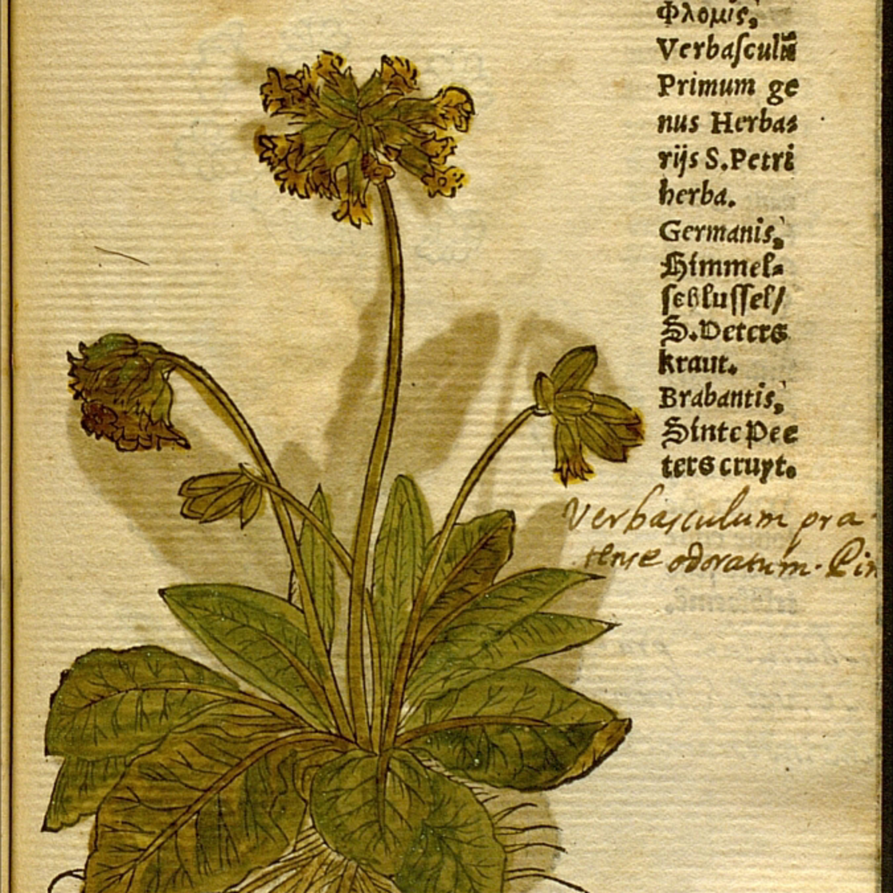 Plantenverhalen