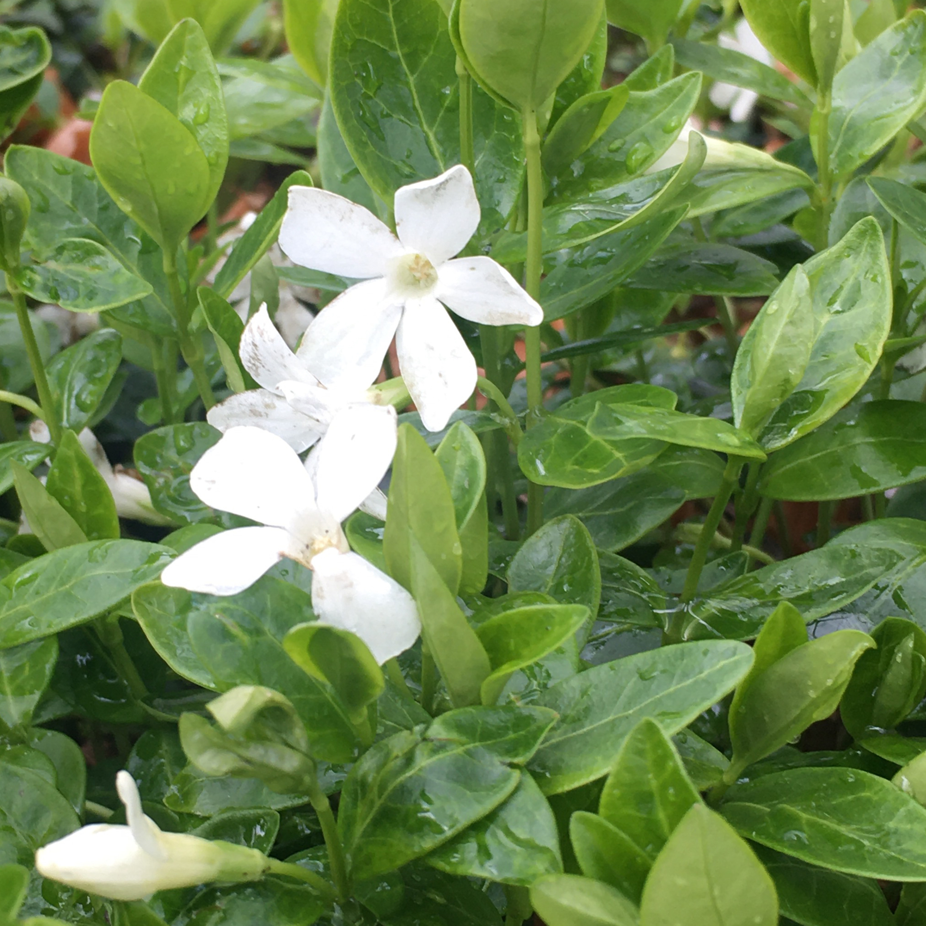 Plantenverhalen