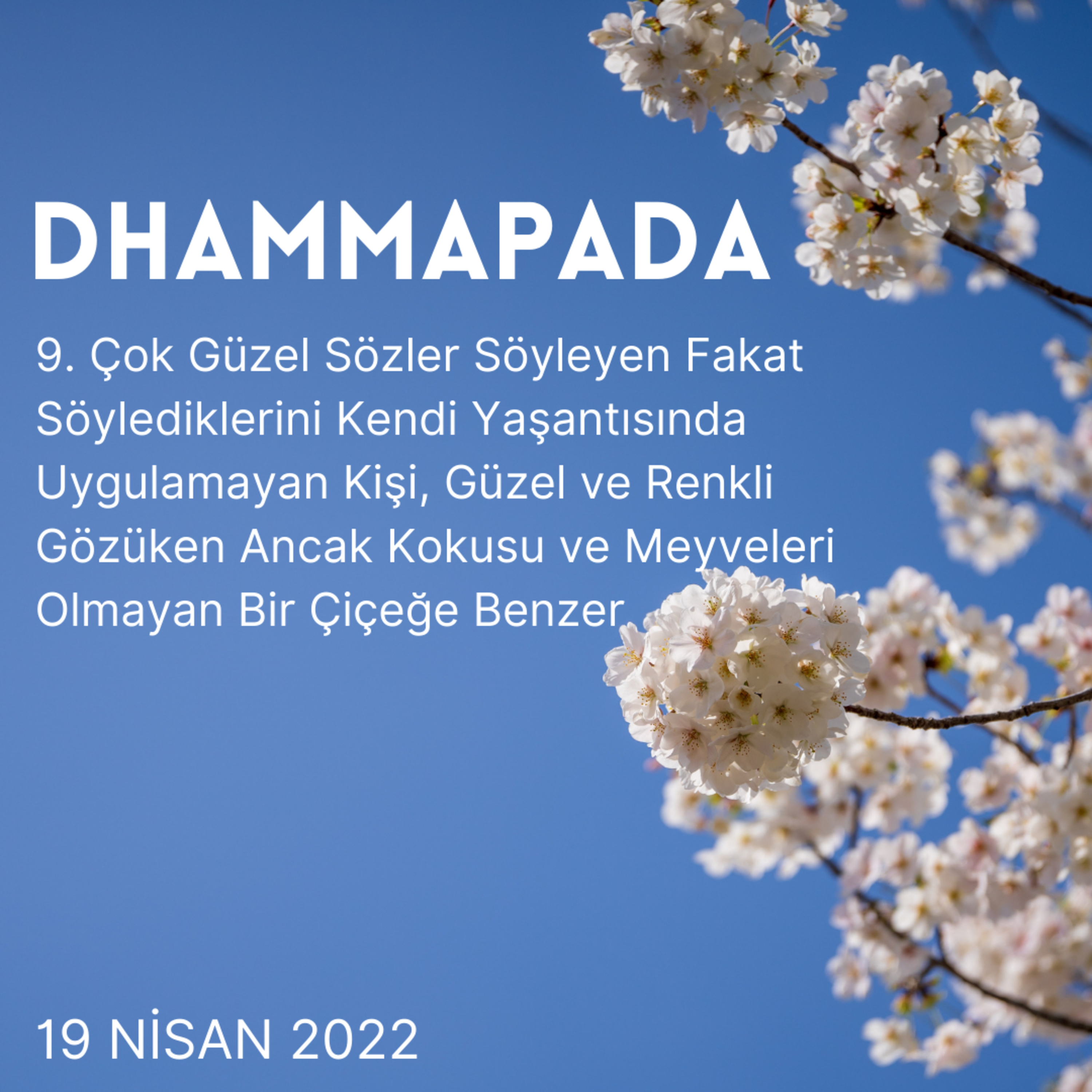 9 – Dhammapada – Güzel ve Renkli Gözüken Ancak Kokusu ve Meyveleri Olmayan Bir Çiçek episode artwork