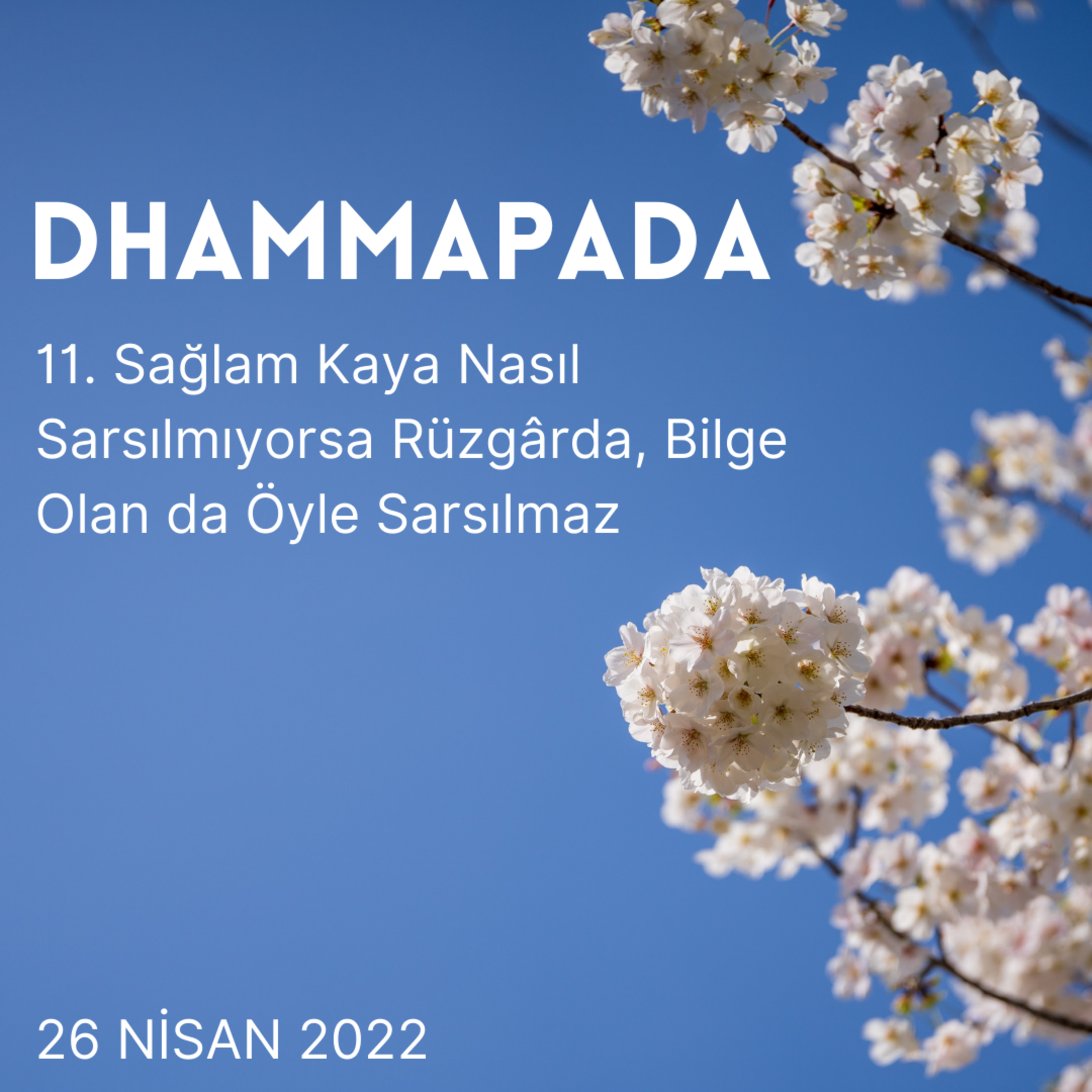 11 - Dhammapada - Sağlam Kaya Nasıl Sarsılmıyorsa Rüzgârda, Bilge Olan da Öyle Sarsılmaz episode artwork