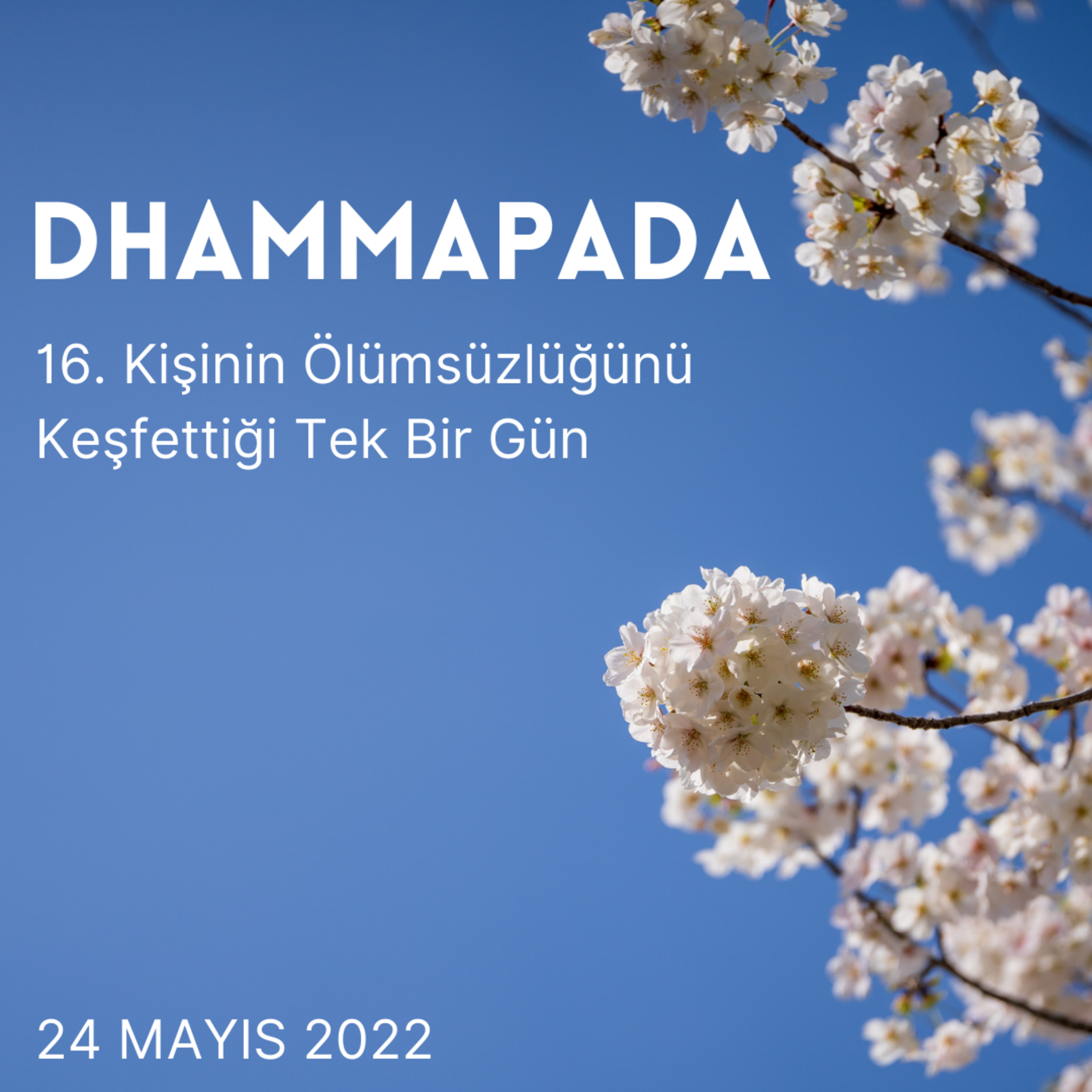16 – Dhammapada – Kişinin Ölümsüzlüğünü Keşfettiği Tek Bir Gün  episode artwork