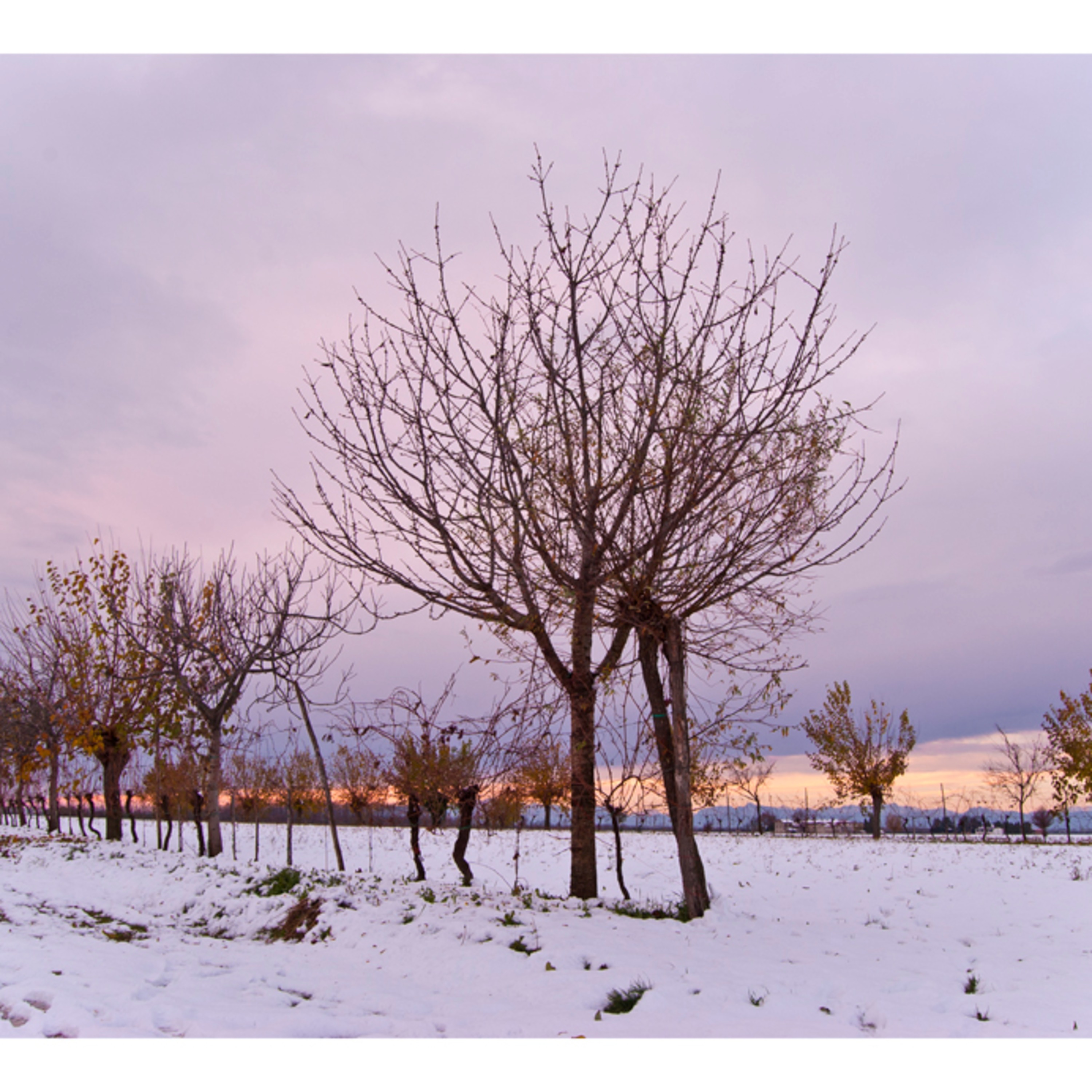 Le pillole di oradireli