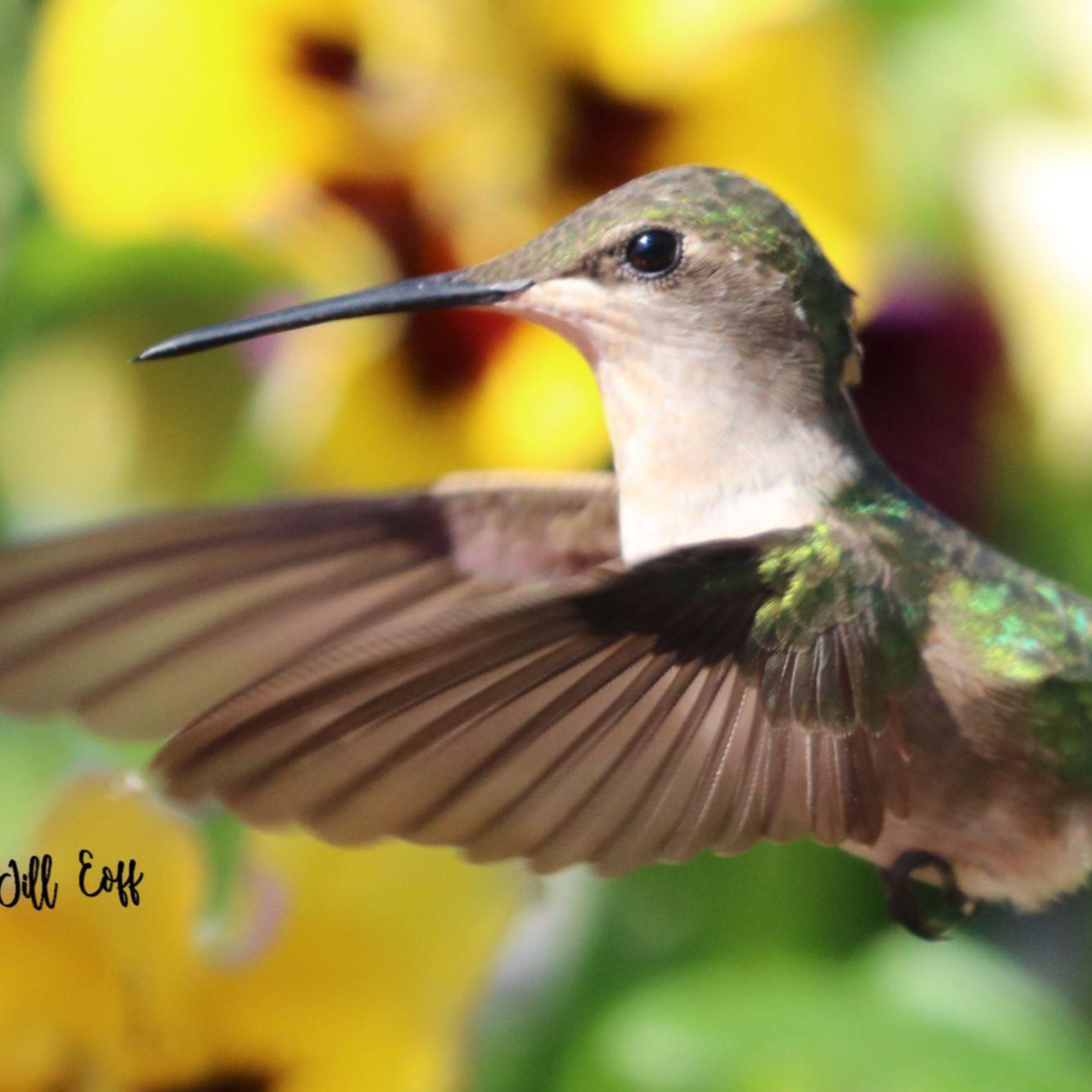 Fox Tales International