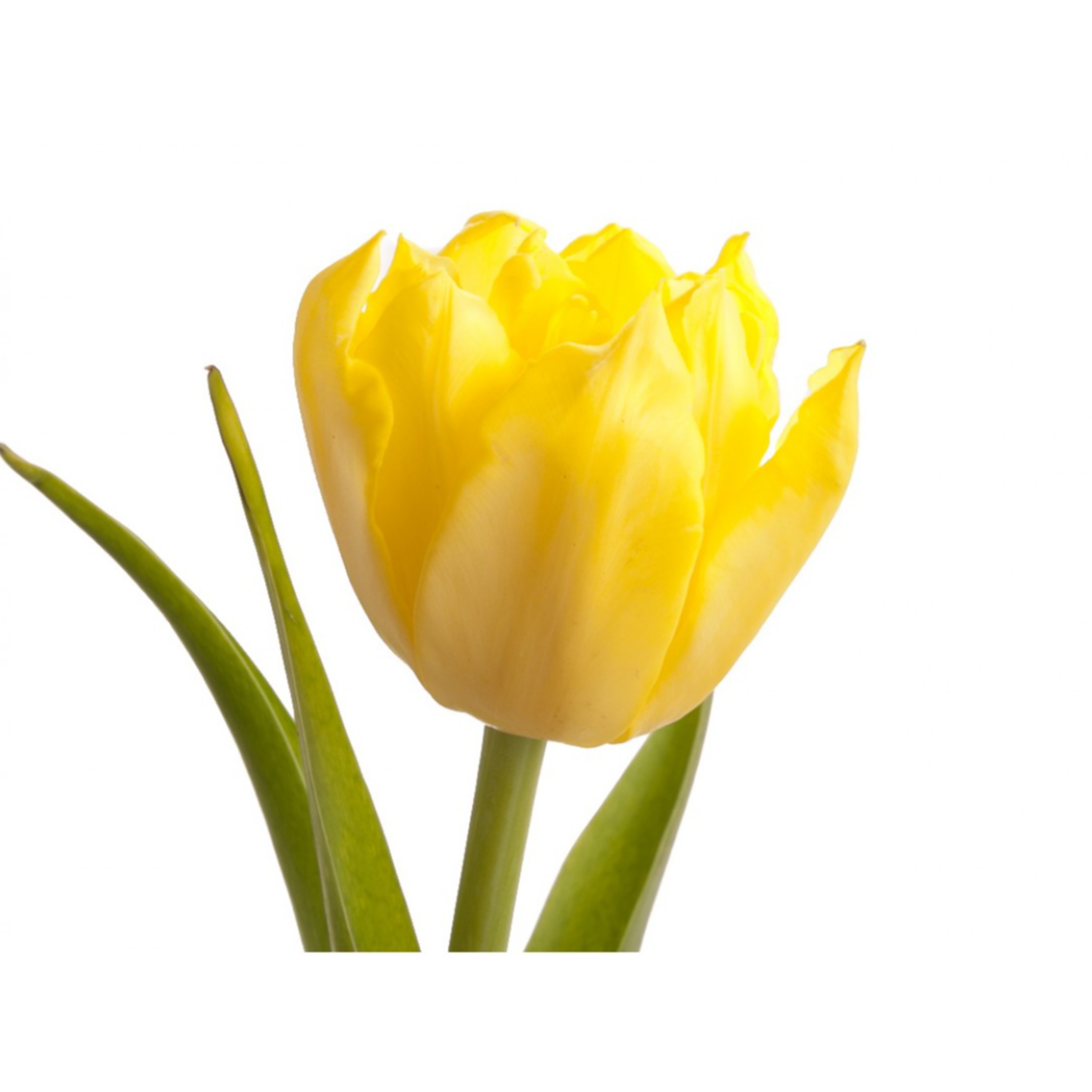 Episode 4: Yellow Tulips & Hot Cheetos