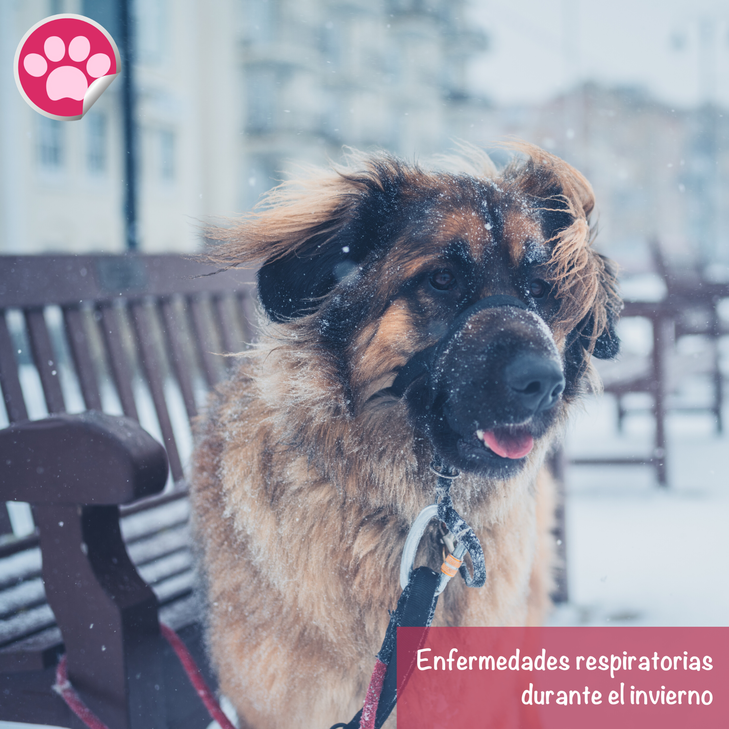 Consejo #09 - Enfermedades respiratorias comunes en mi mascota durante invierno