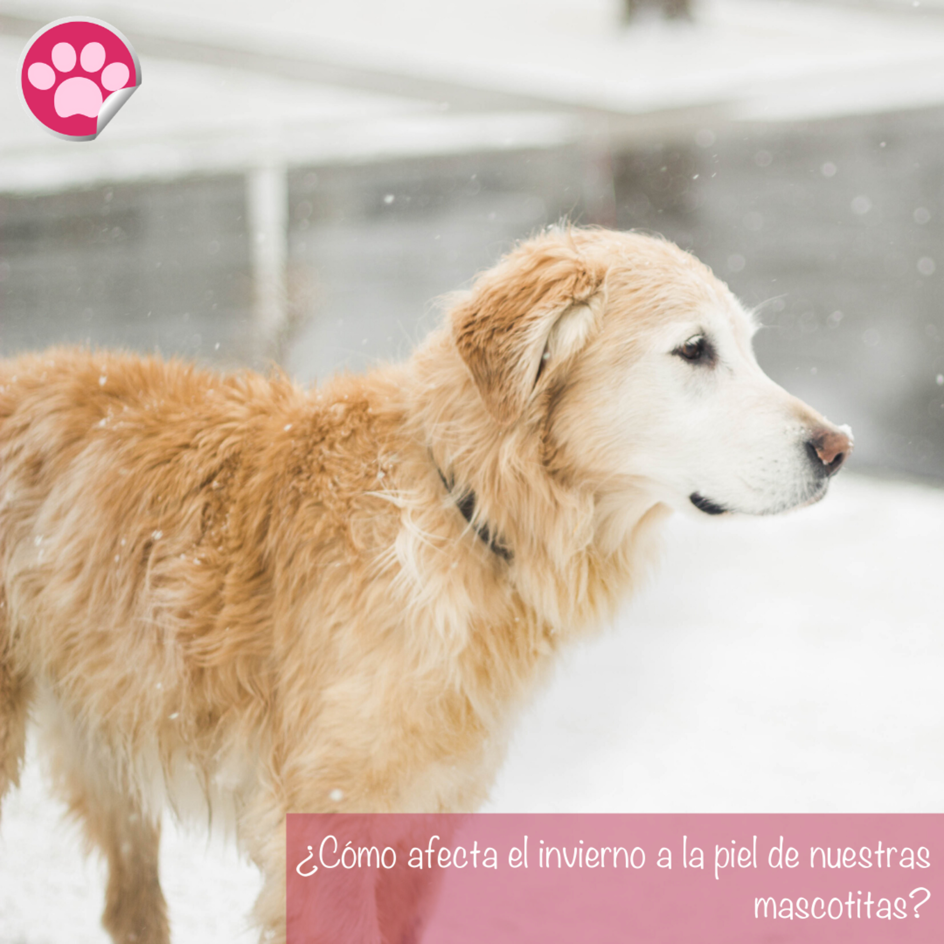 Consejo #08 - Cómo afecta el invierno a la piel de mi mascota