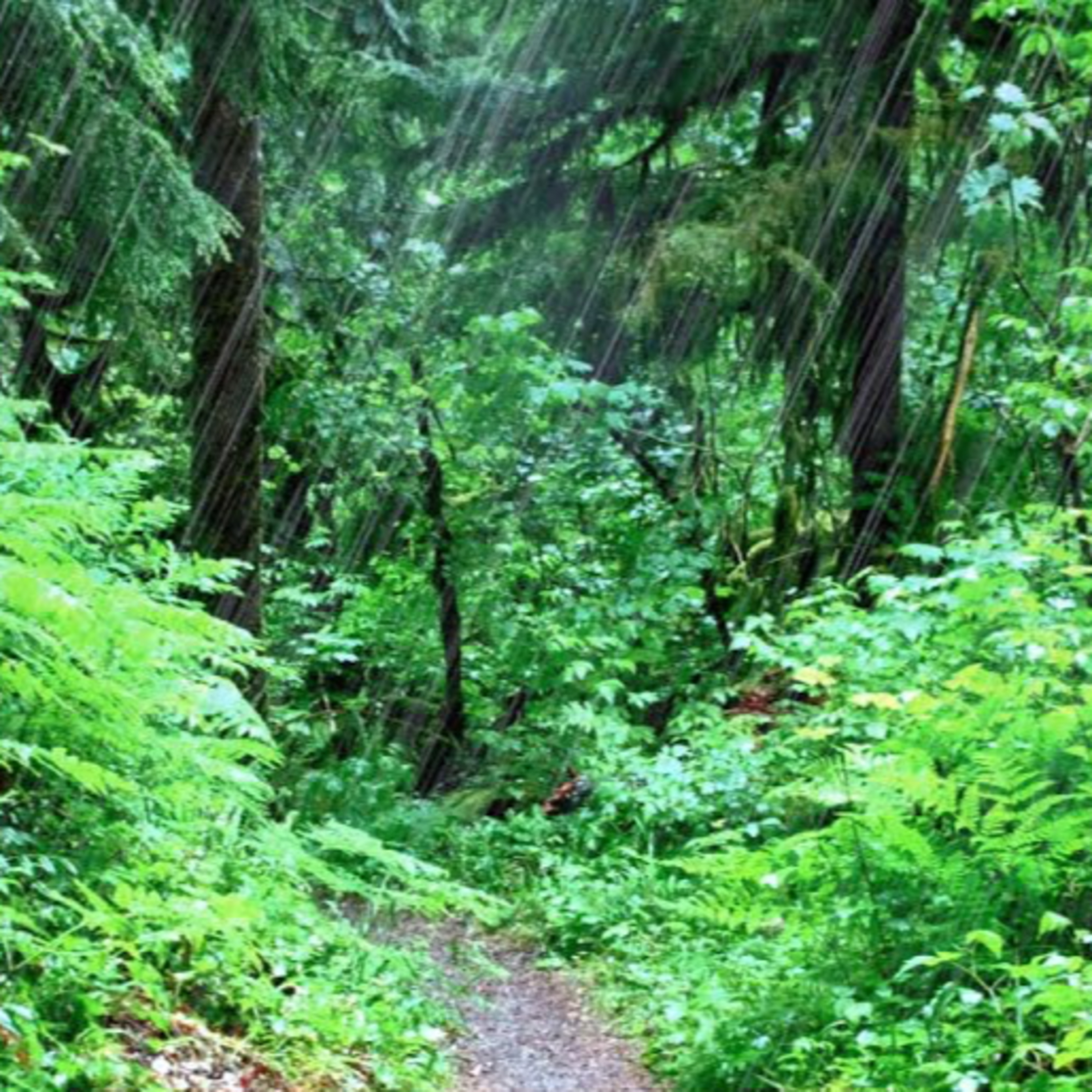 Calming Sounds of the Tropical Rain 8K/8K HDR - ProArtInc