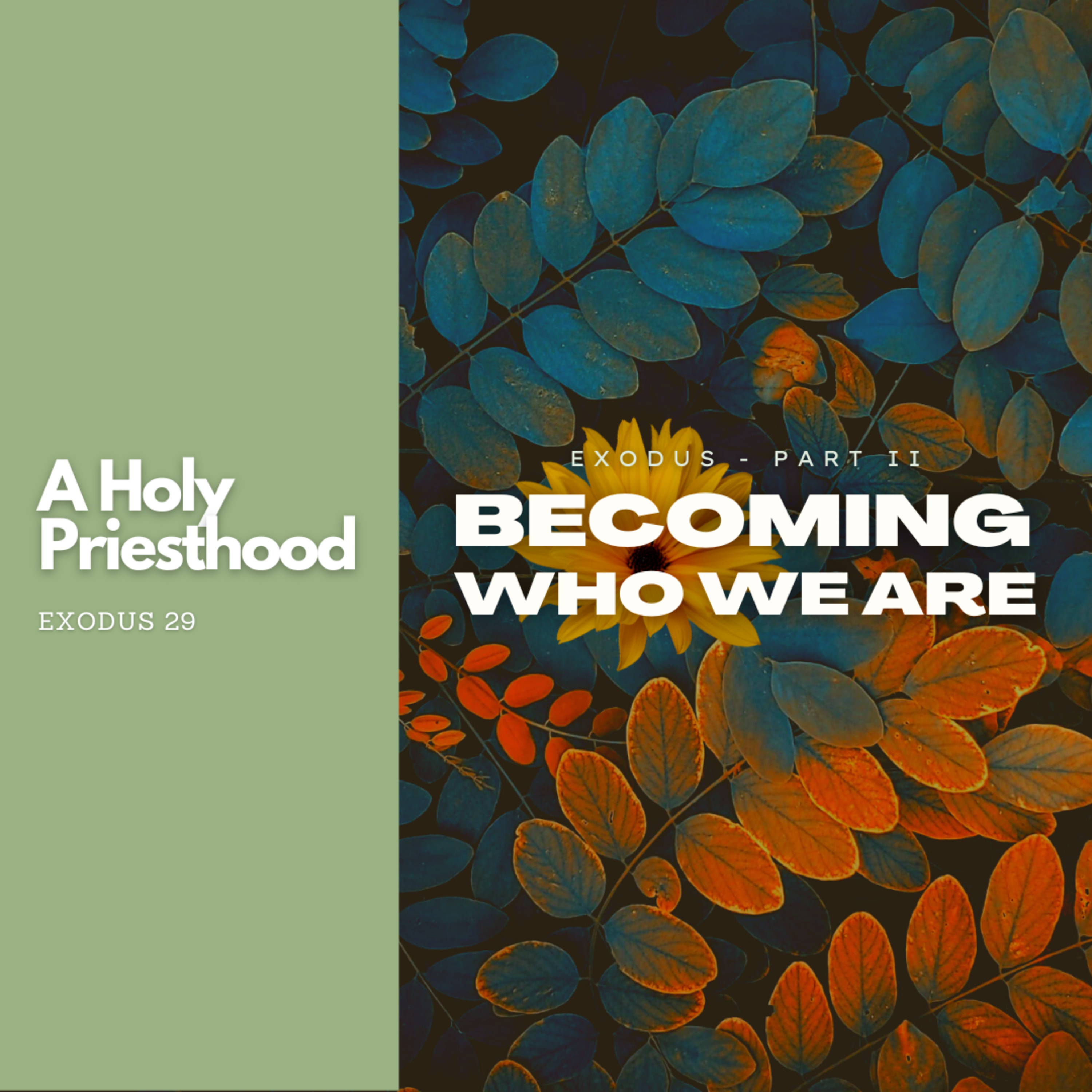 A Holy Priesthood - Exodus 29 episode artwork