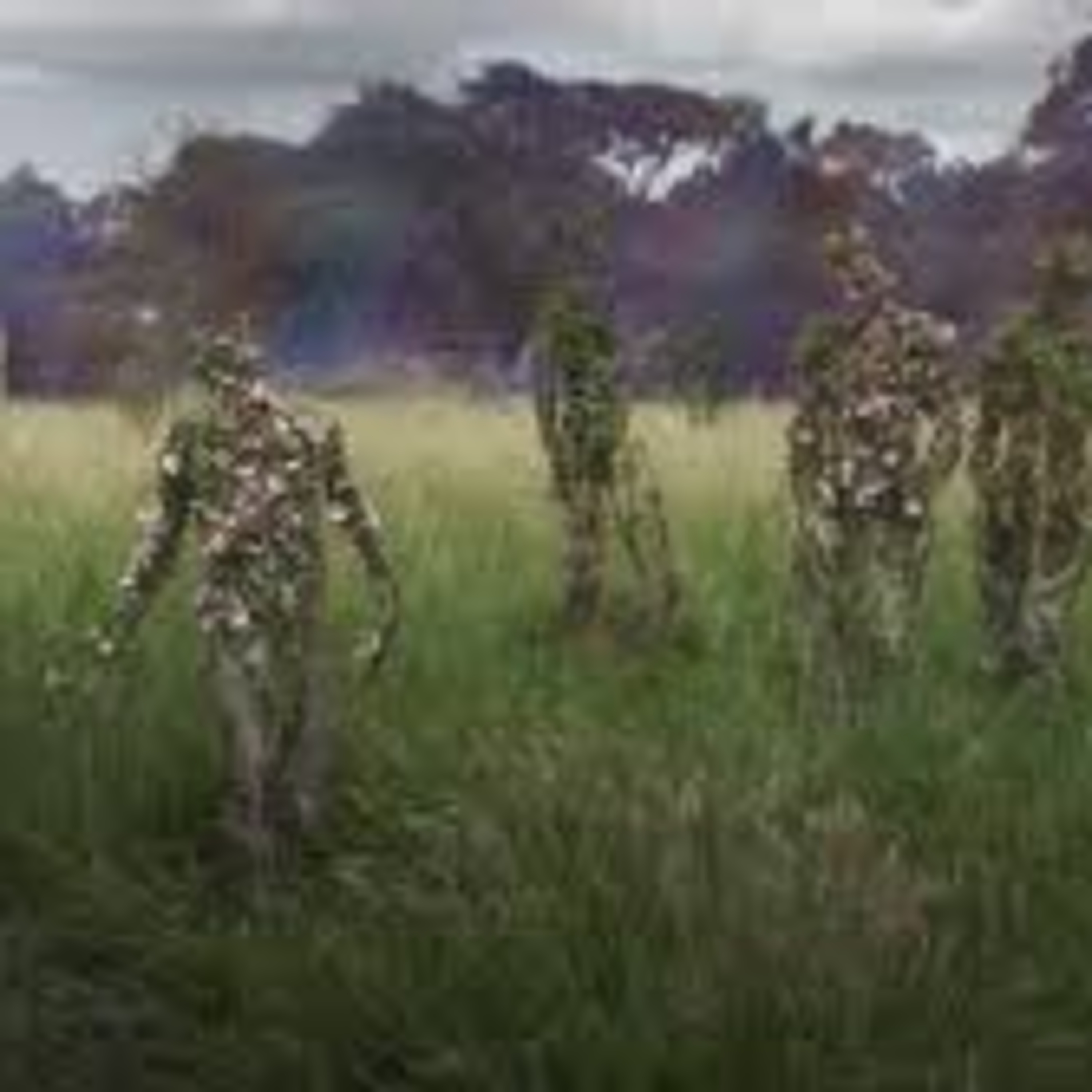 POP ART: Episode 37, Annihilation/Stalker