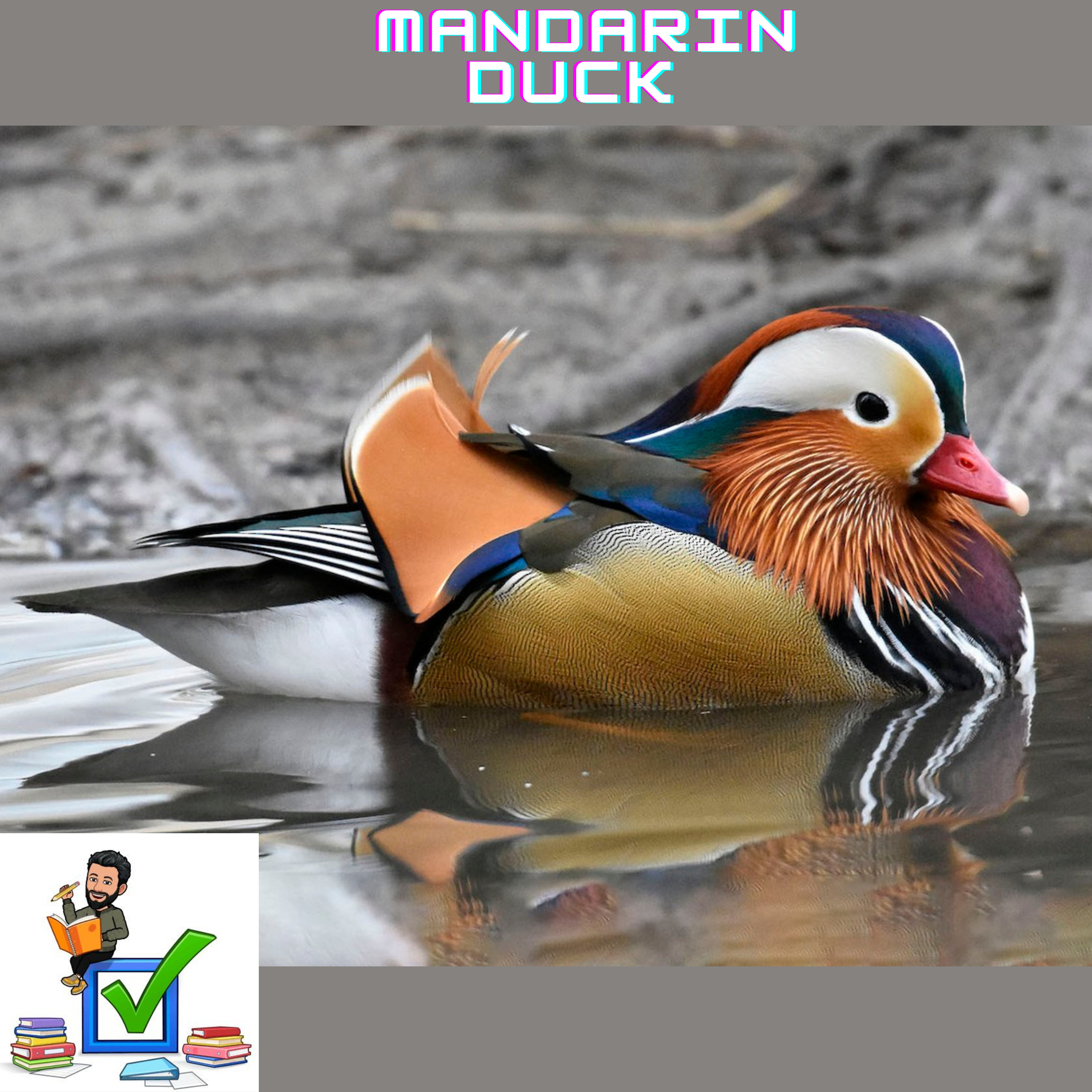 MANDARIN DUCK #UPSC #PRELIMS #REVISION #ENVIRONMENT #BIODIVERSITY #MANDARINDUCK episode artwork