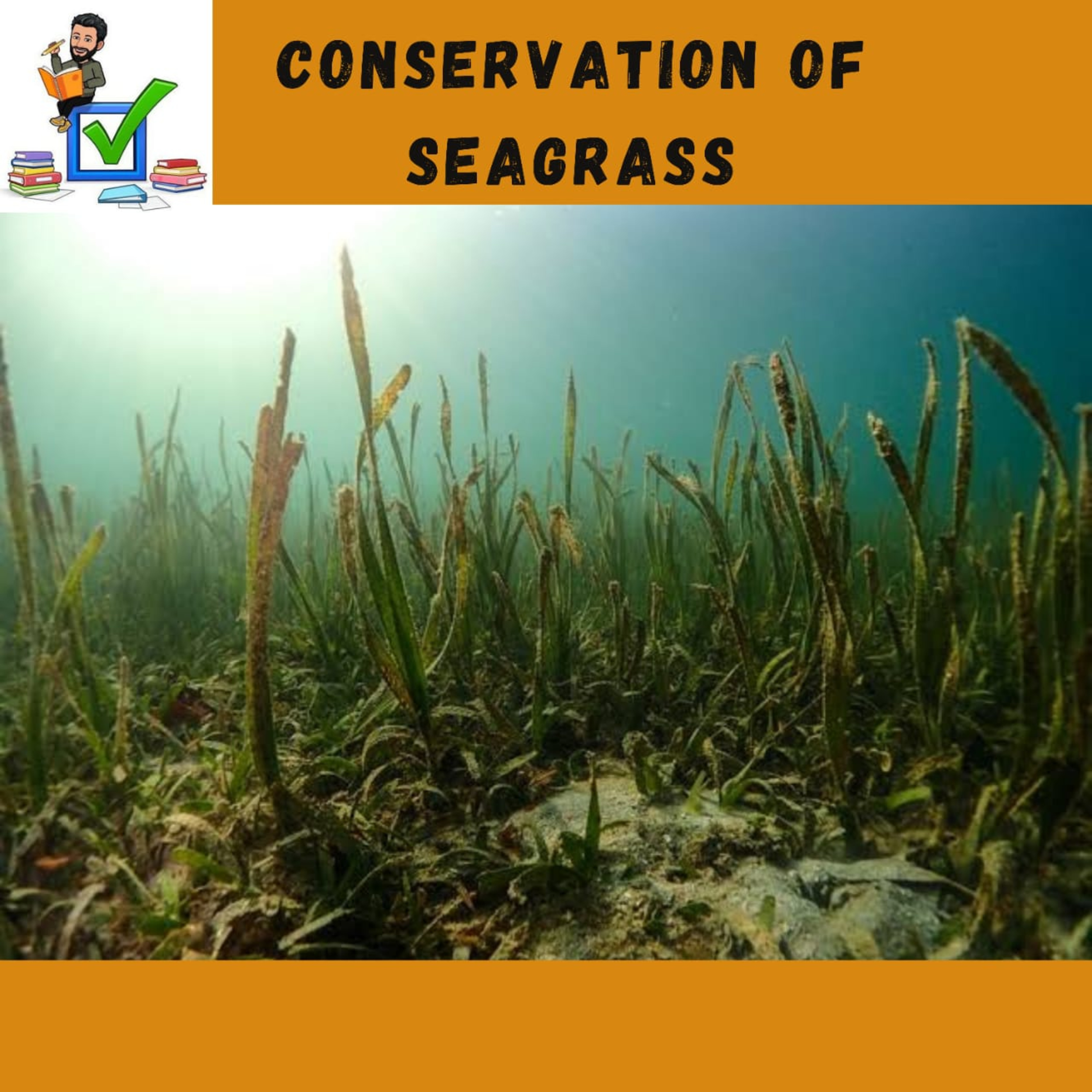 Conservation of SEAGRASS #upsc #environment #marineplants #economy #biodiversity #climatechange 
