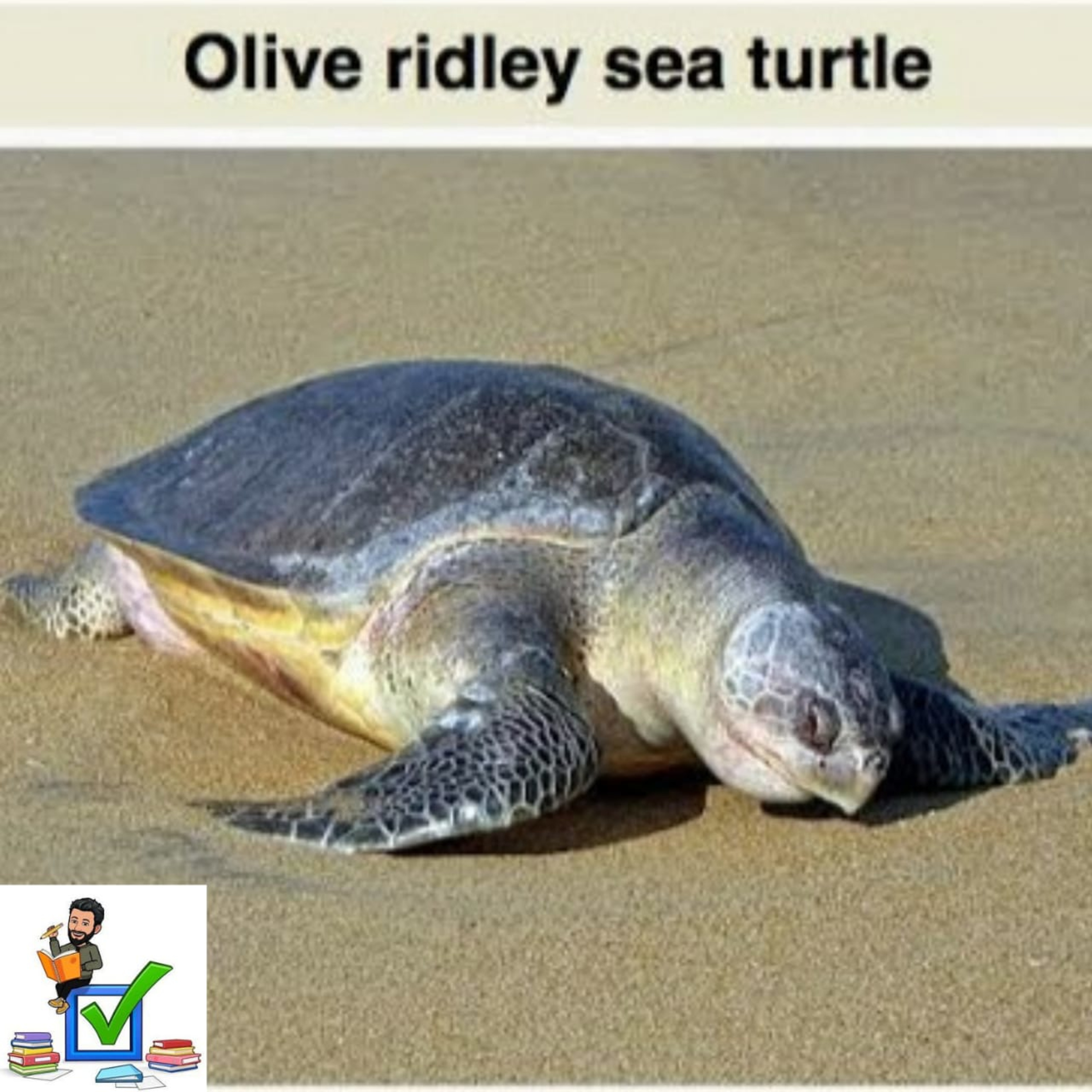 Olive Ridley Turtle #environment #biodiversity #massnesting
#overexploitation #marineresources episode artwork