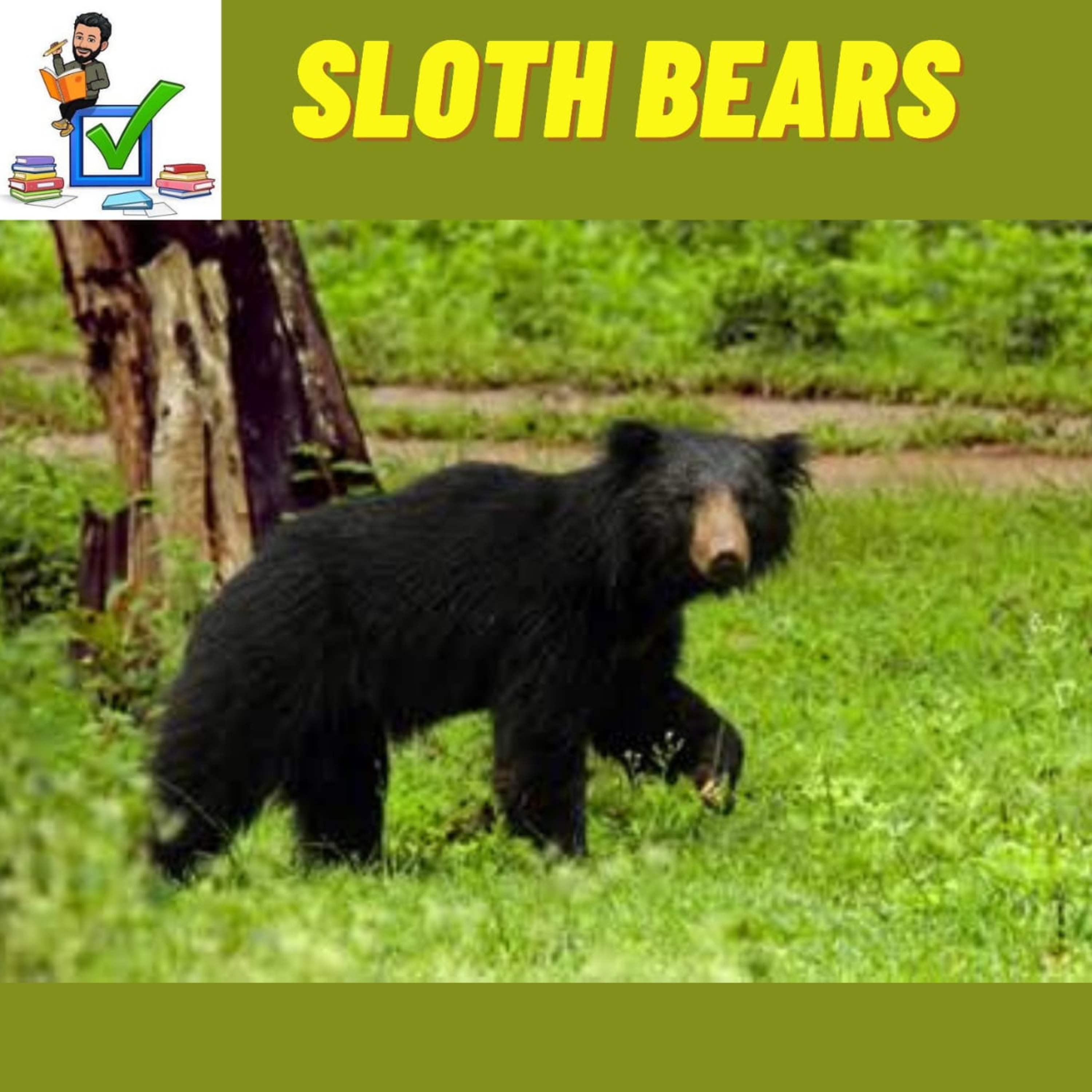 Sloth Bears and Nandankan Wildlife sanctuary  #biodiversity #environment #climatechange #zoo
 episode artwork