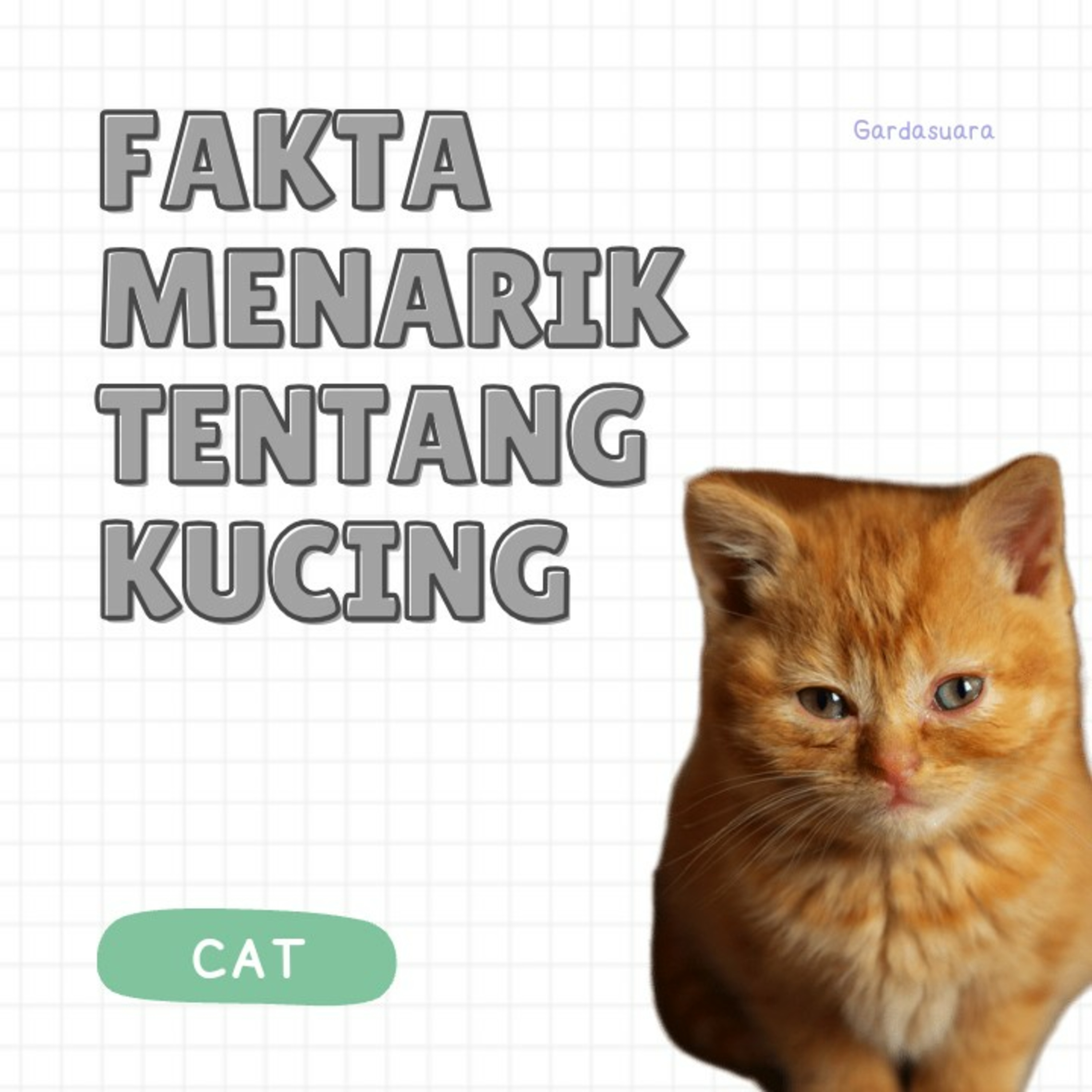 Fakta Menarik Kucing  episode artwork