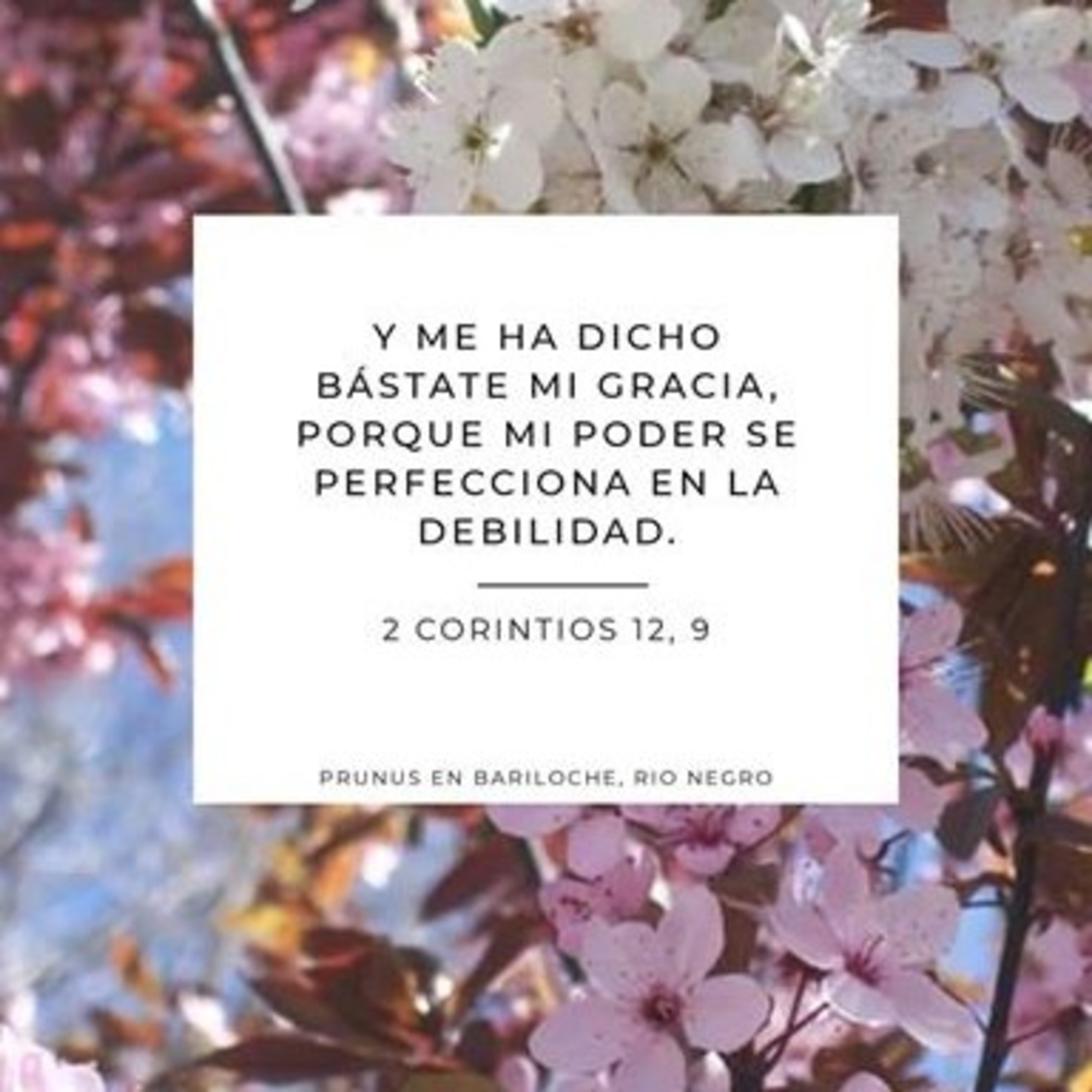 Semillas De Mil Flores