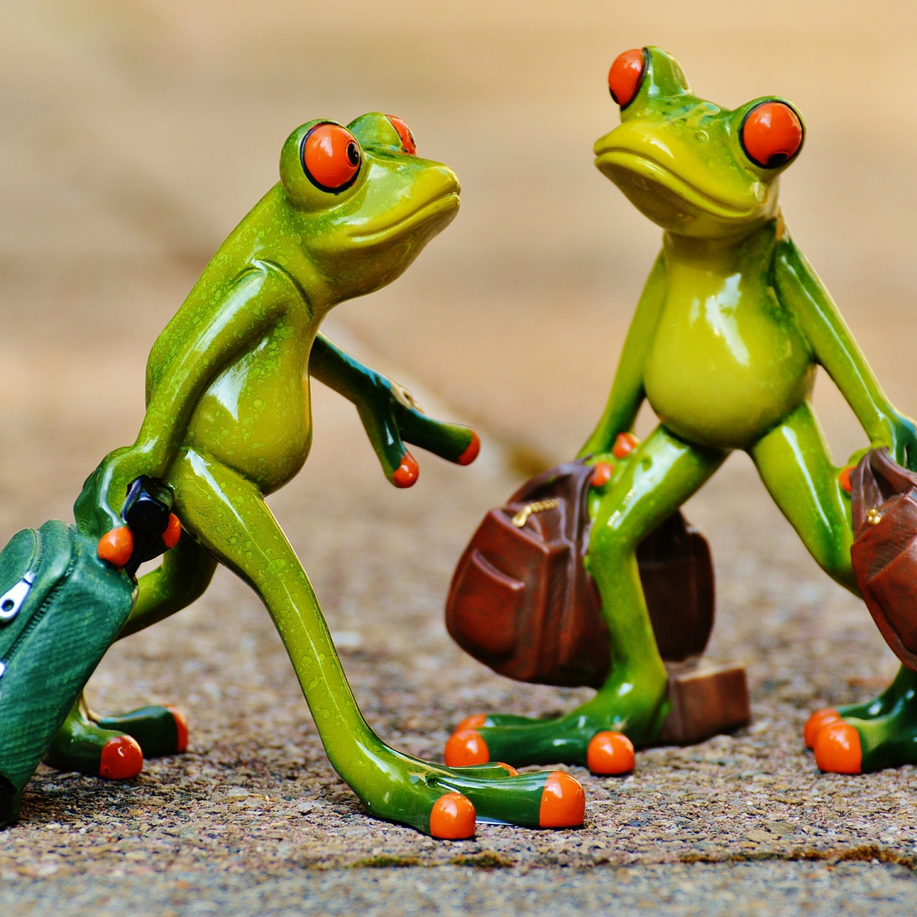 Keluarga Katak  episode artwork