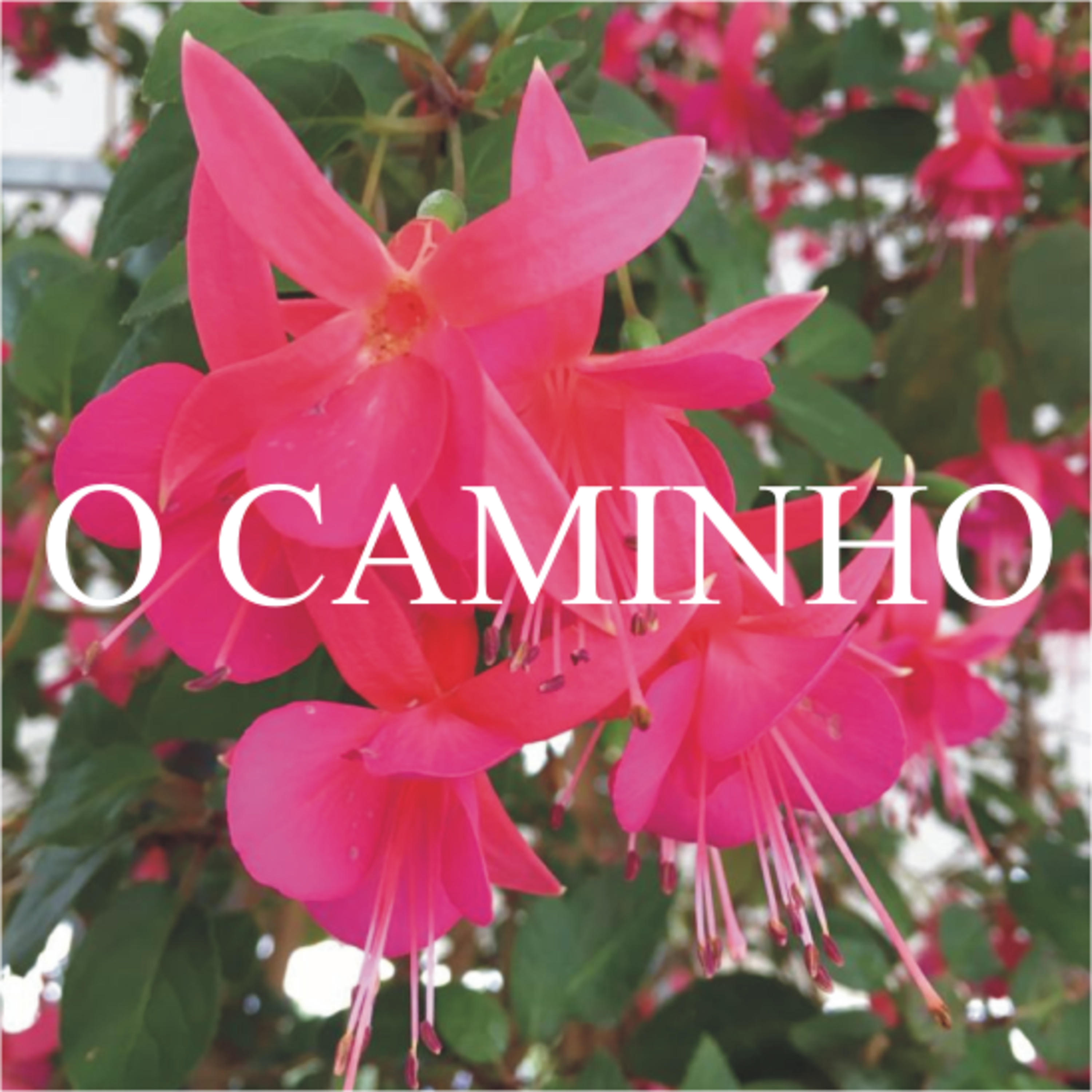 O Caminho