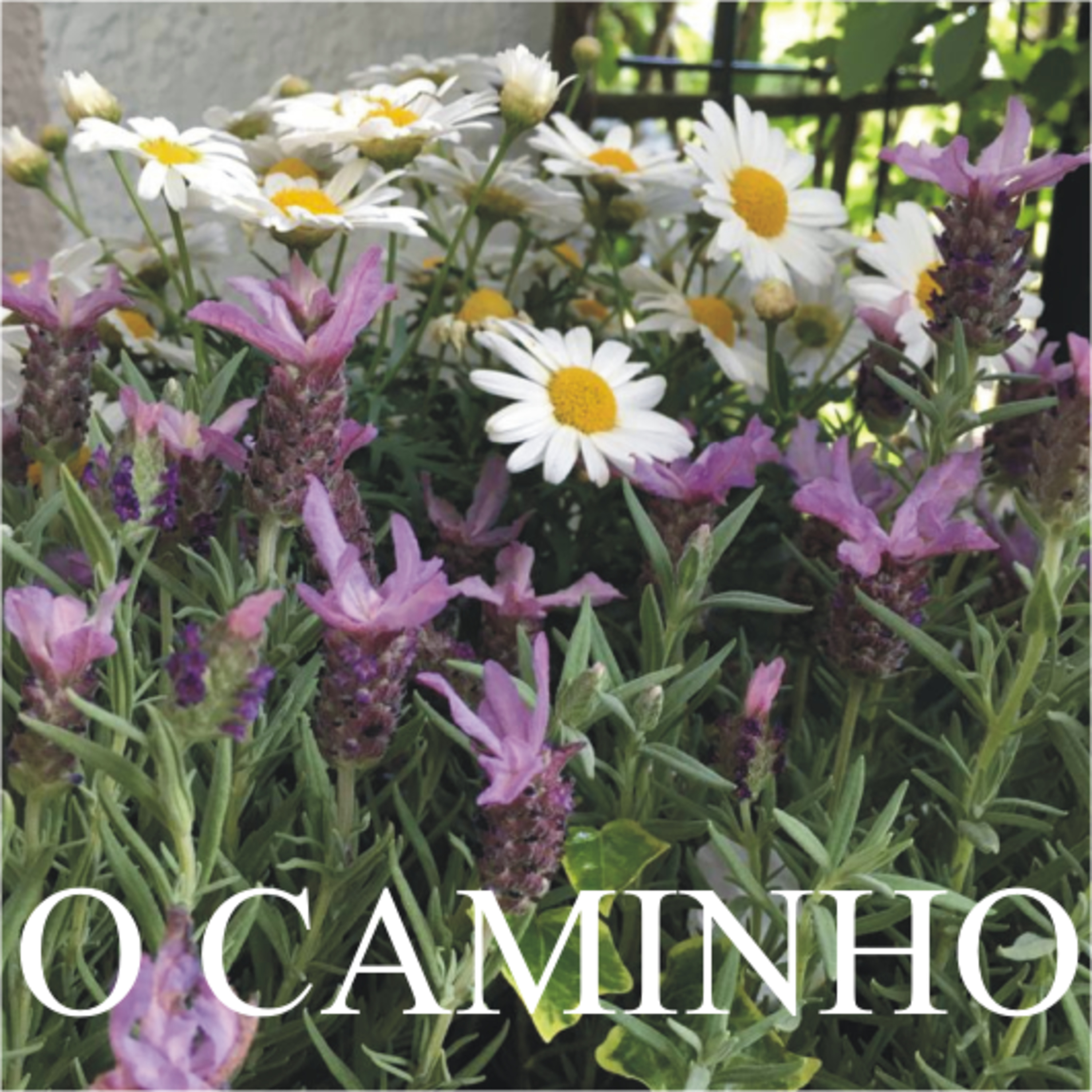 O Caminho