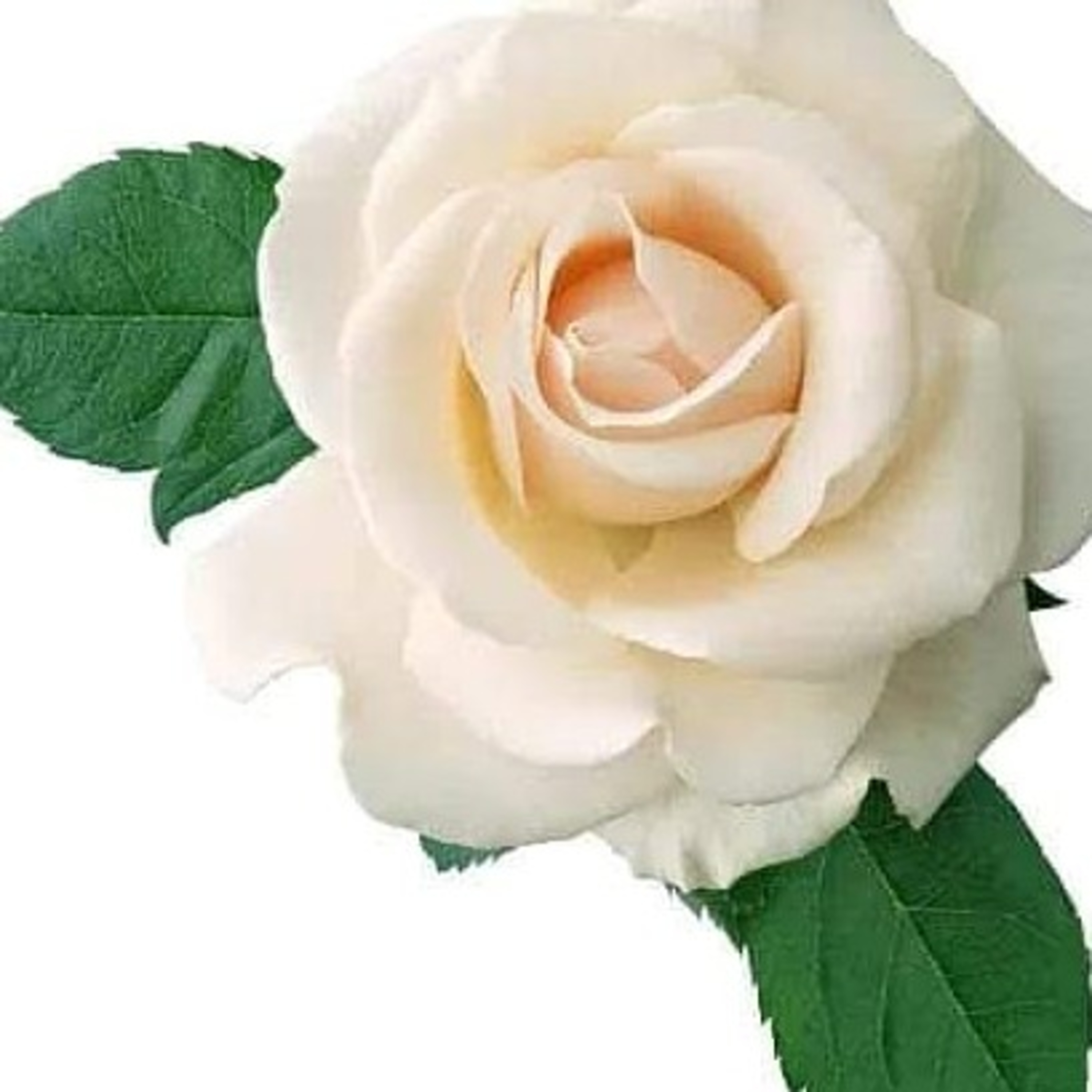 COVD-19 Effects On Me and the World