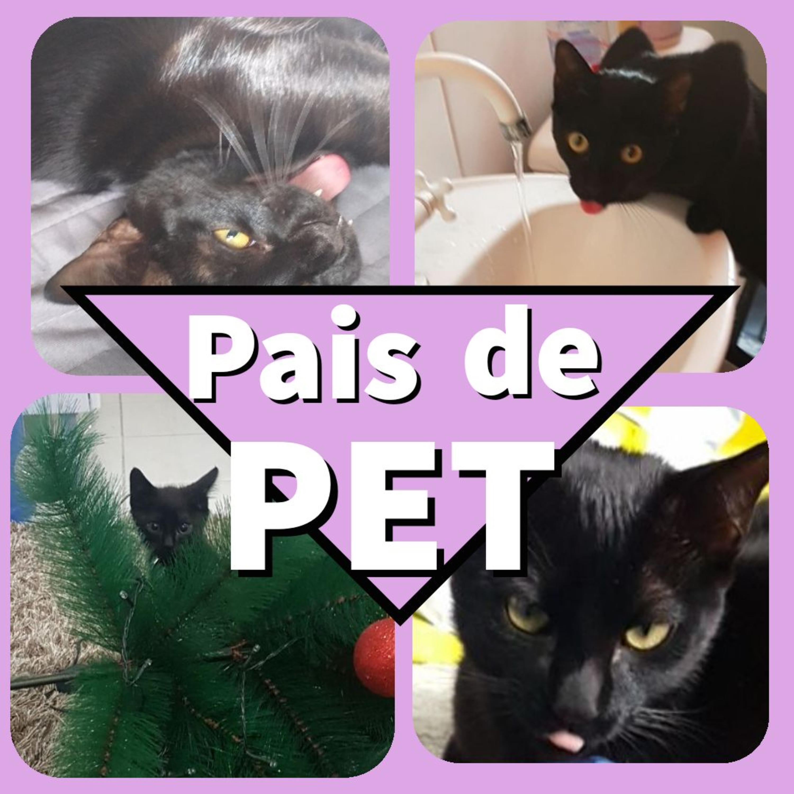 03 - Pais de Pet episode artwork