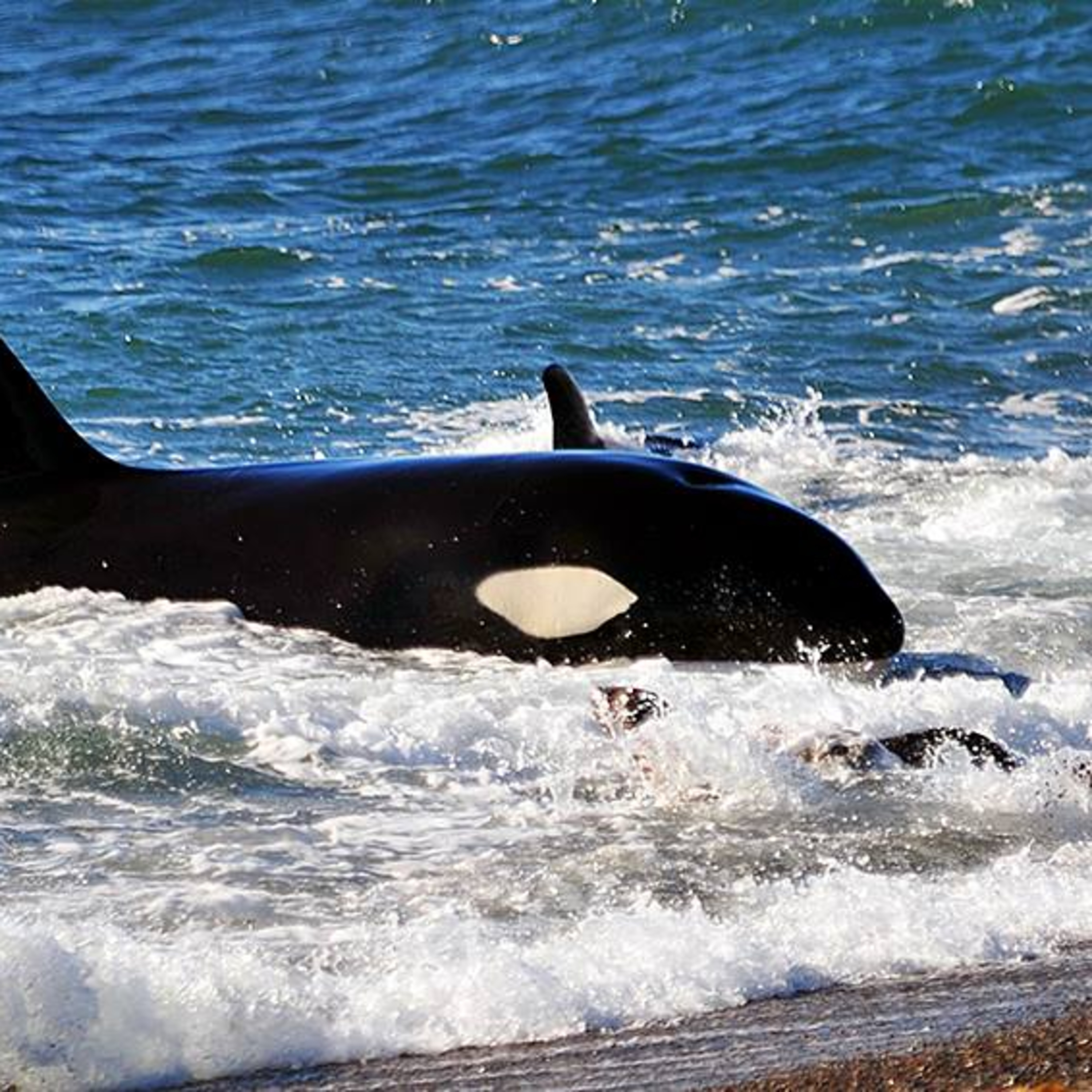 Temporada de Orcas en Península Valdés - Chubut - Argentina episode artwork