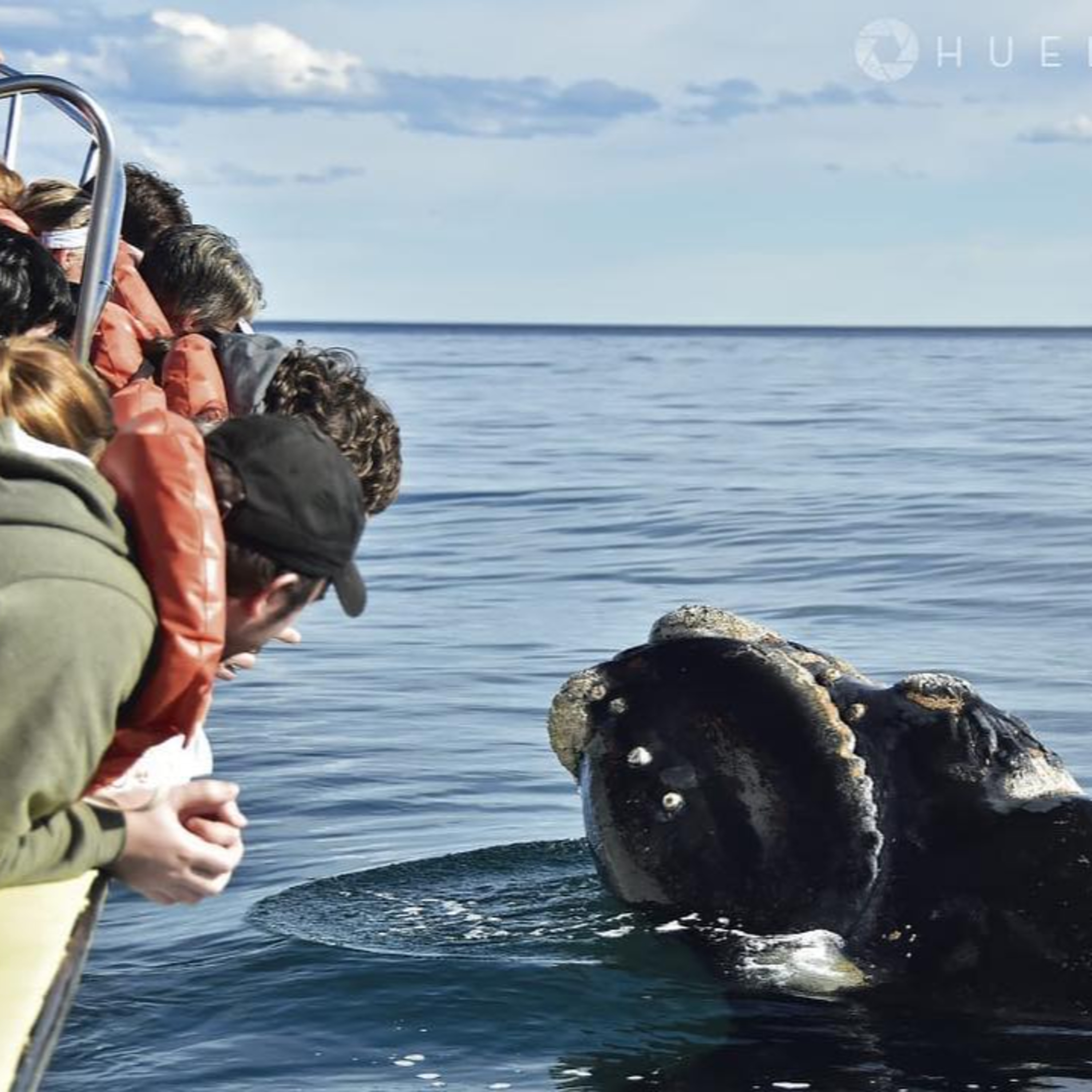 PEKE SOSA - PIONERO EN AVISTAJES DE BALLENAS - PUERTO MADRYN - ARGENTINA episode artwork