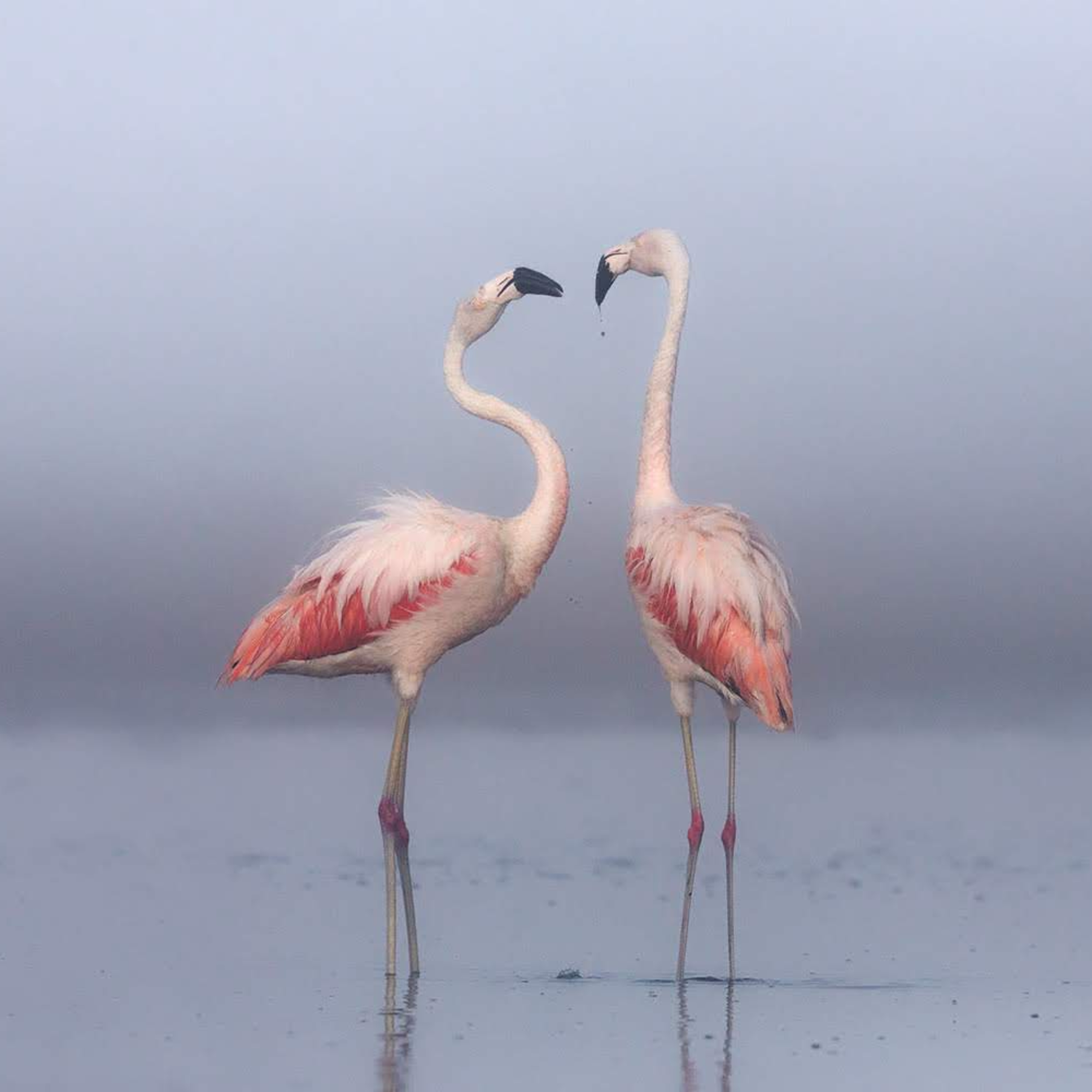 Miramar: avistaje de flamencos rosados - Córdoba - Argentina episode artwork