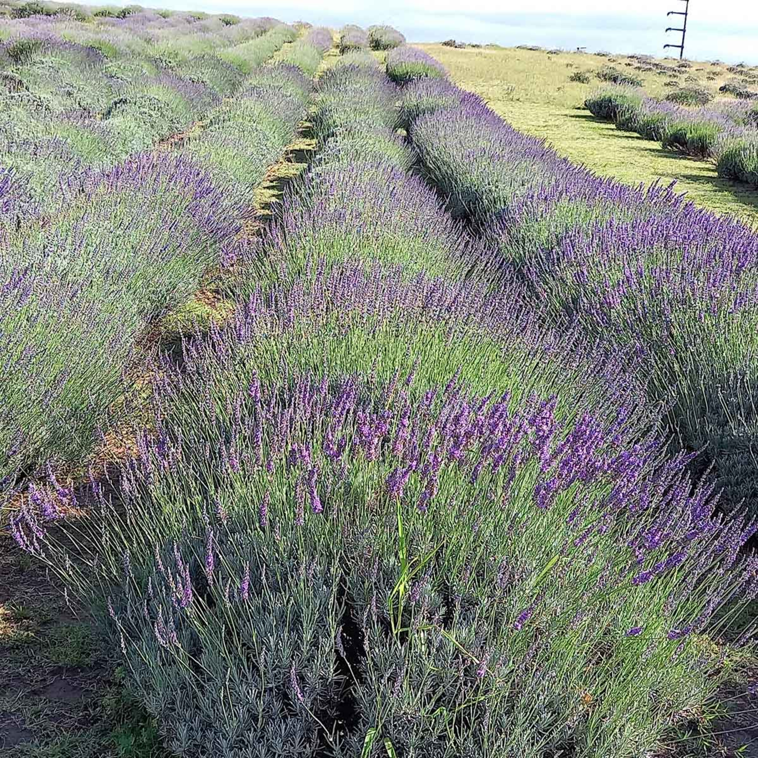Campo de Lavanda - La Cumbre - Córdoba - Argentina episode artwork