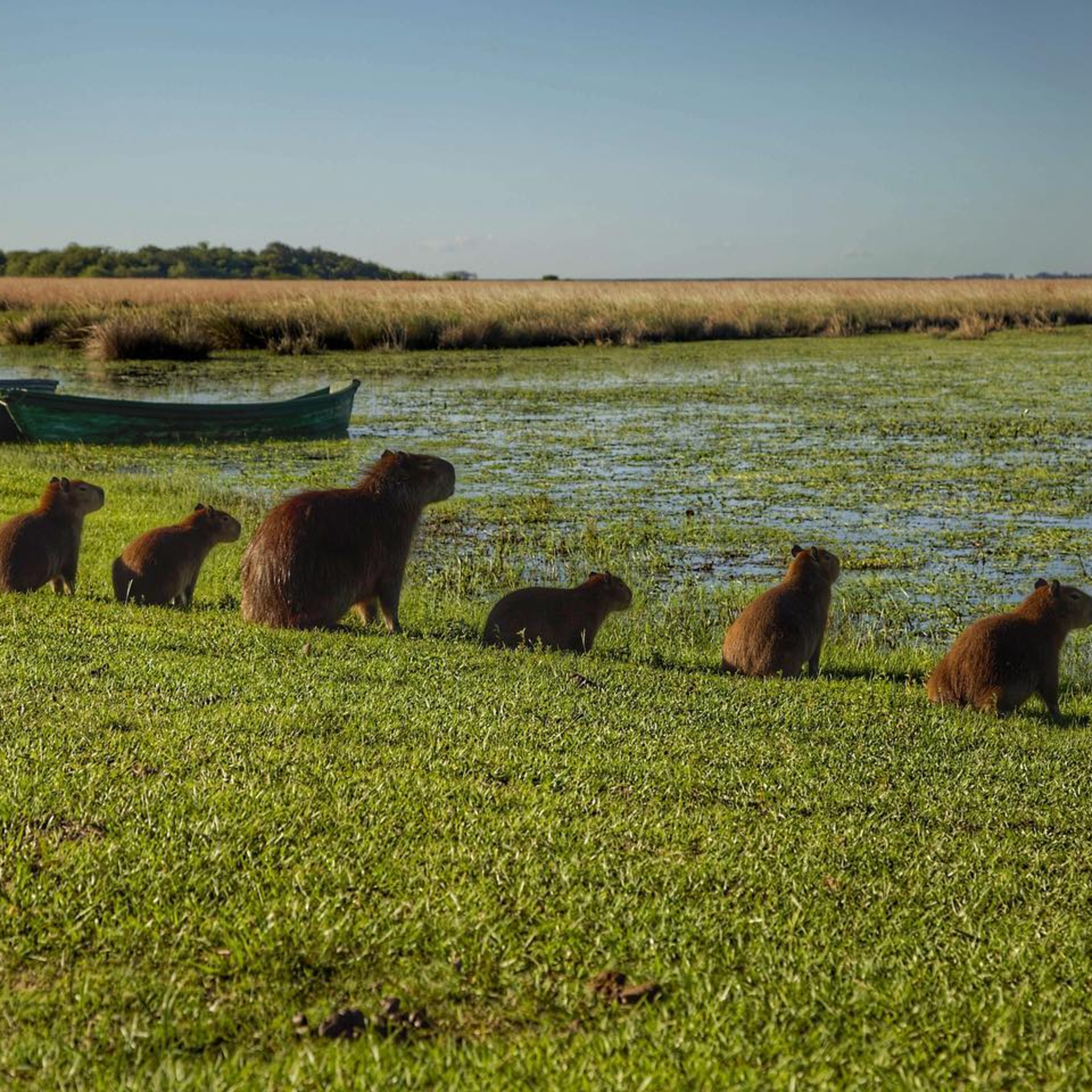 Parque Iberá: variadas propuestas para disfrutarlo - Corrientes - Argentina episode artwork
