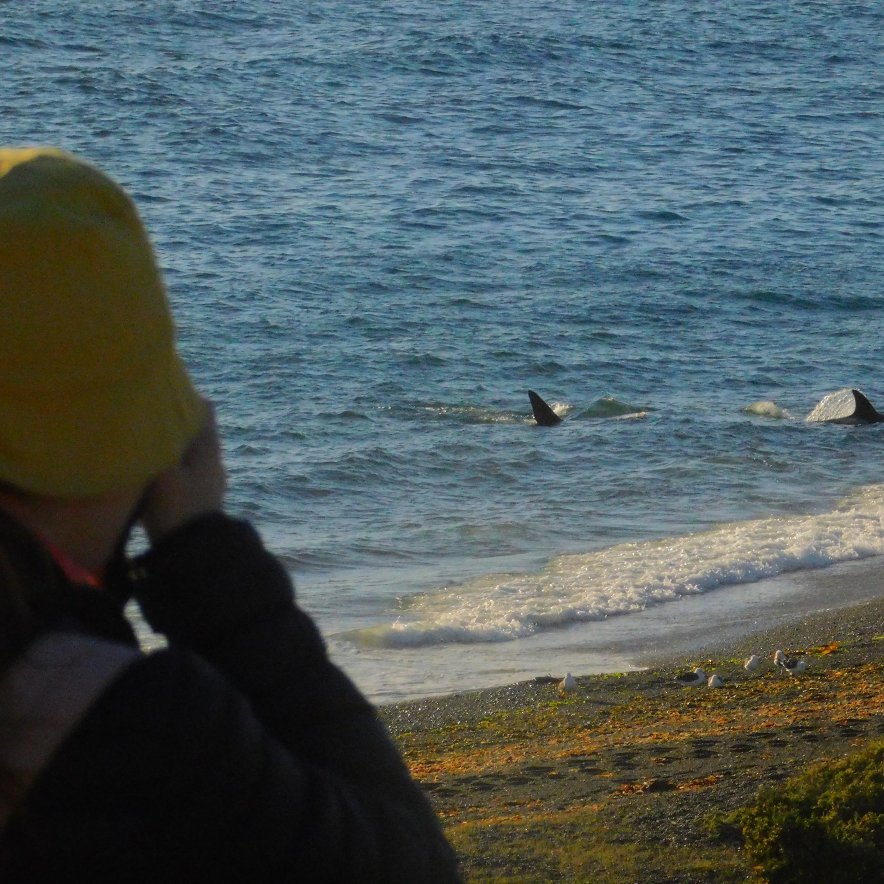 Vigilia de Orcas - Península Valdes - Chubut - Patagonia - Argentina episode artwork