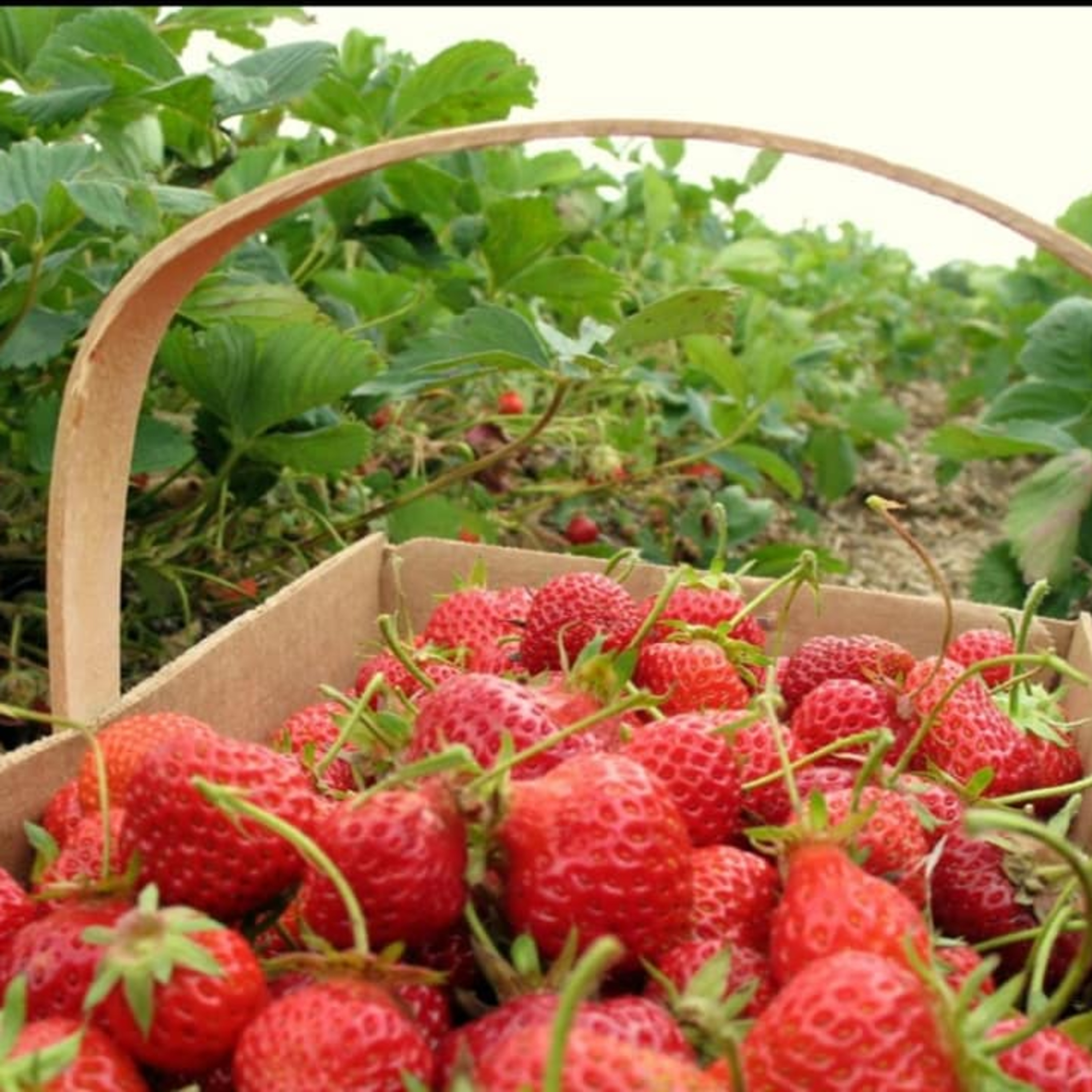 Fiesta Nacional de la Frutilla: festejar los productos de la tierra - Coronda - Santa Fe - Argentina episode artwork